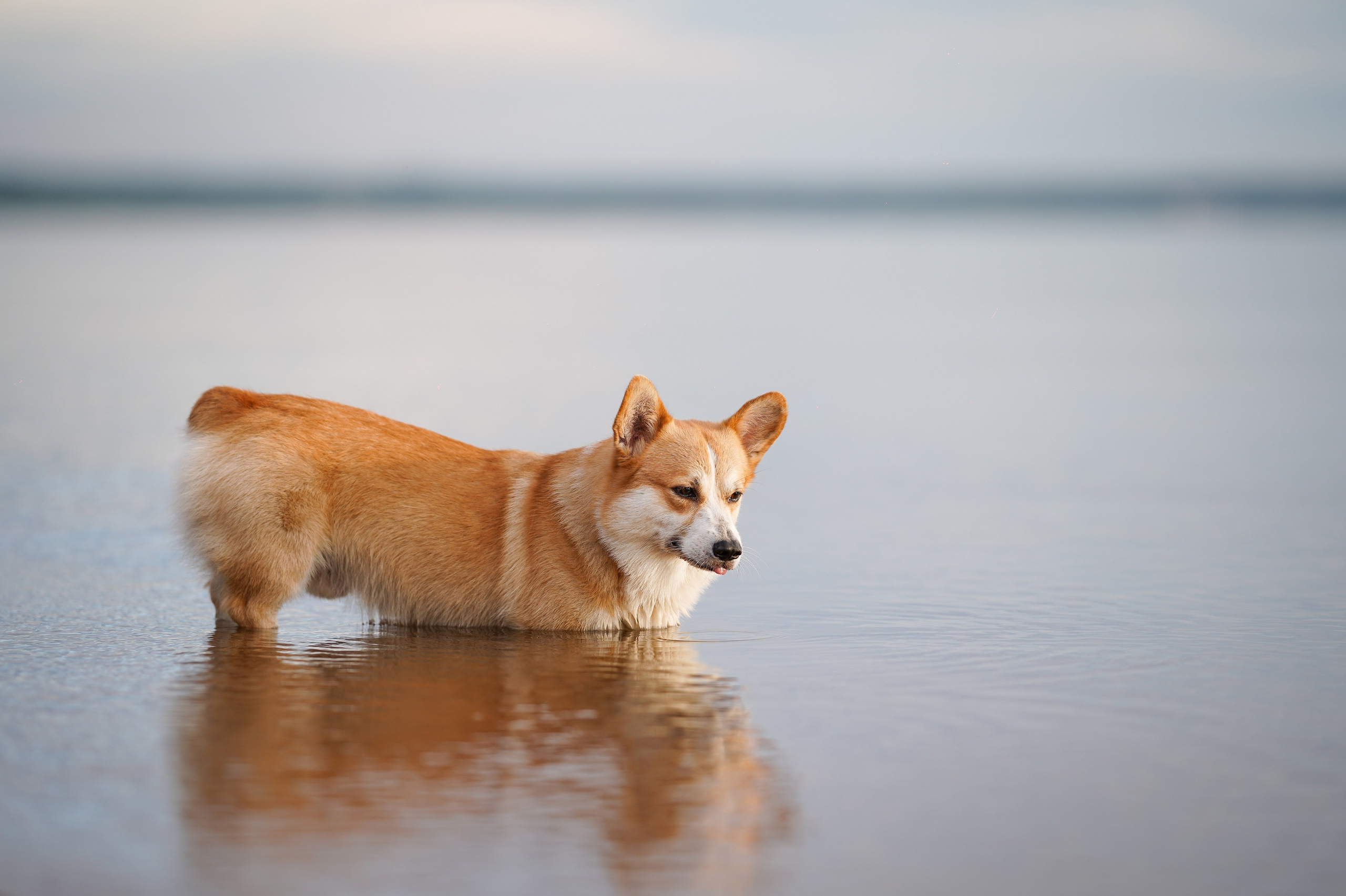 Таня и Оливер. Фотограф-анималист в Санкт-Петербурге Яна Мартынова