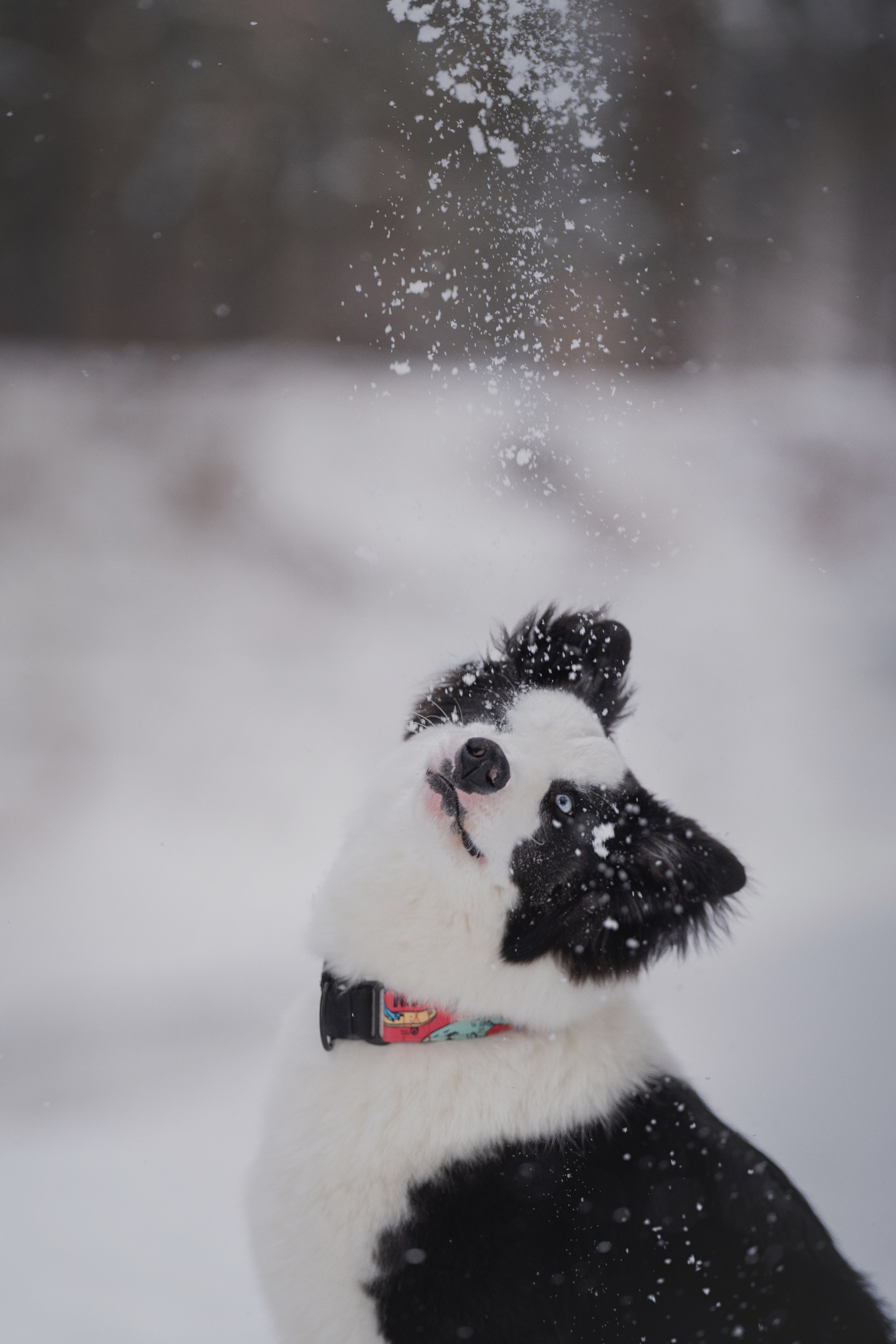 Ликер. Kameramotor74