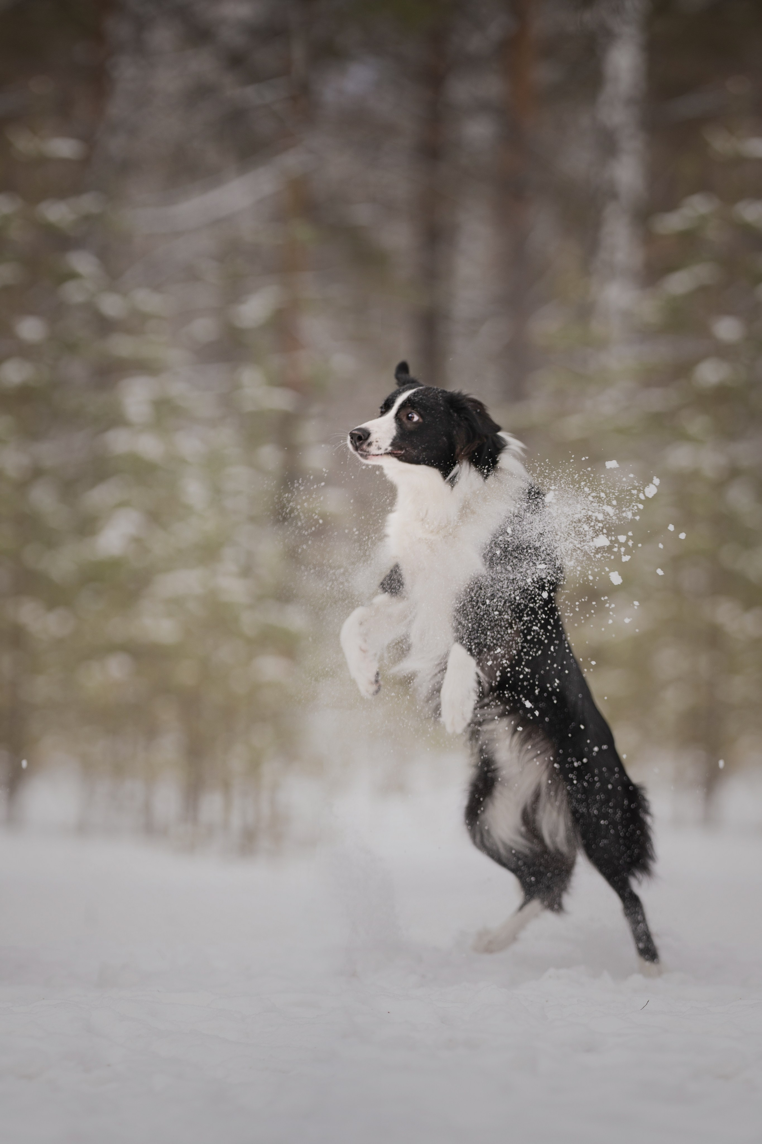 Близзард. Kameramotor74