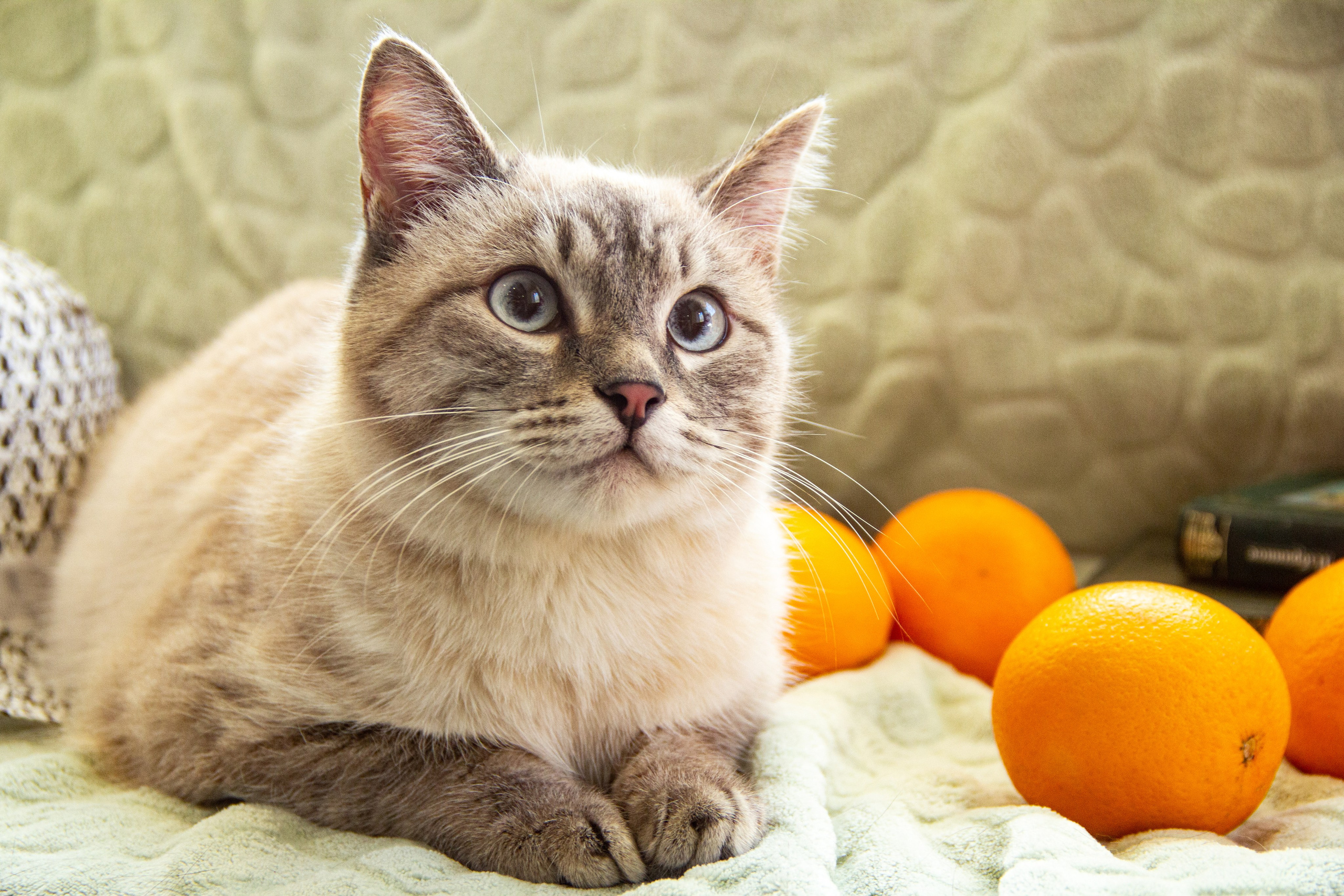 Фотоволонтер