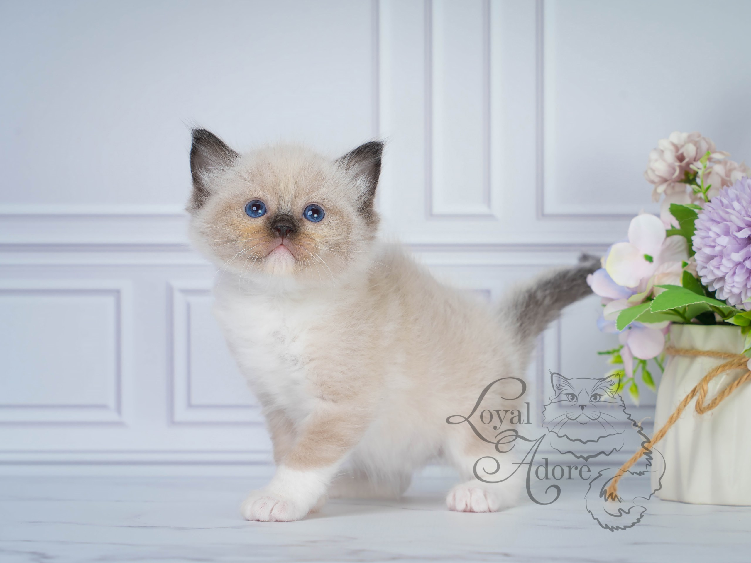 Котята рэгдолл от Loyal Adore. Питомник рэгдолл Loyal Adore