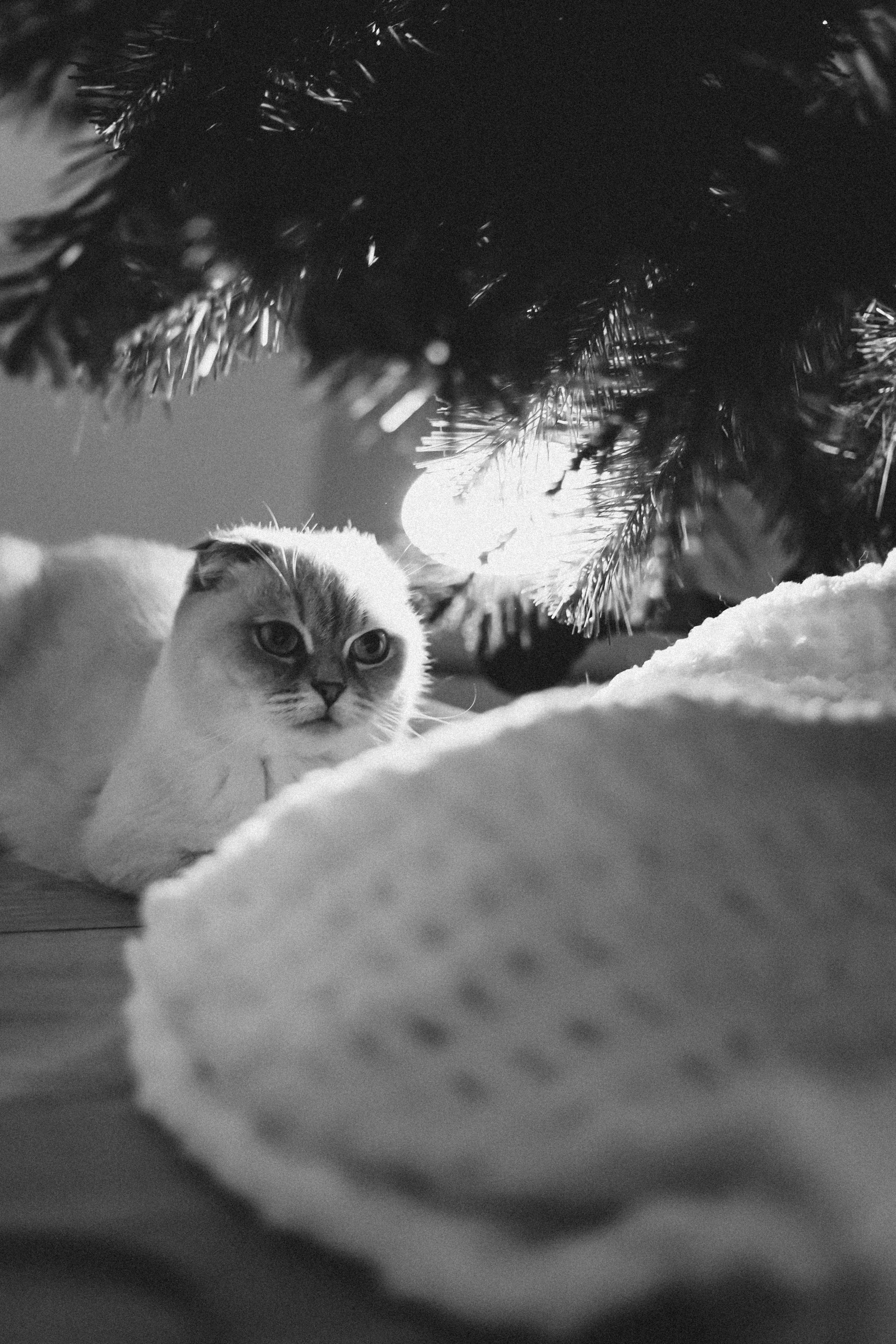 Домашняя новогодняя история. Алексей+Ксения+Дима. Услуги