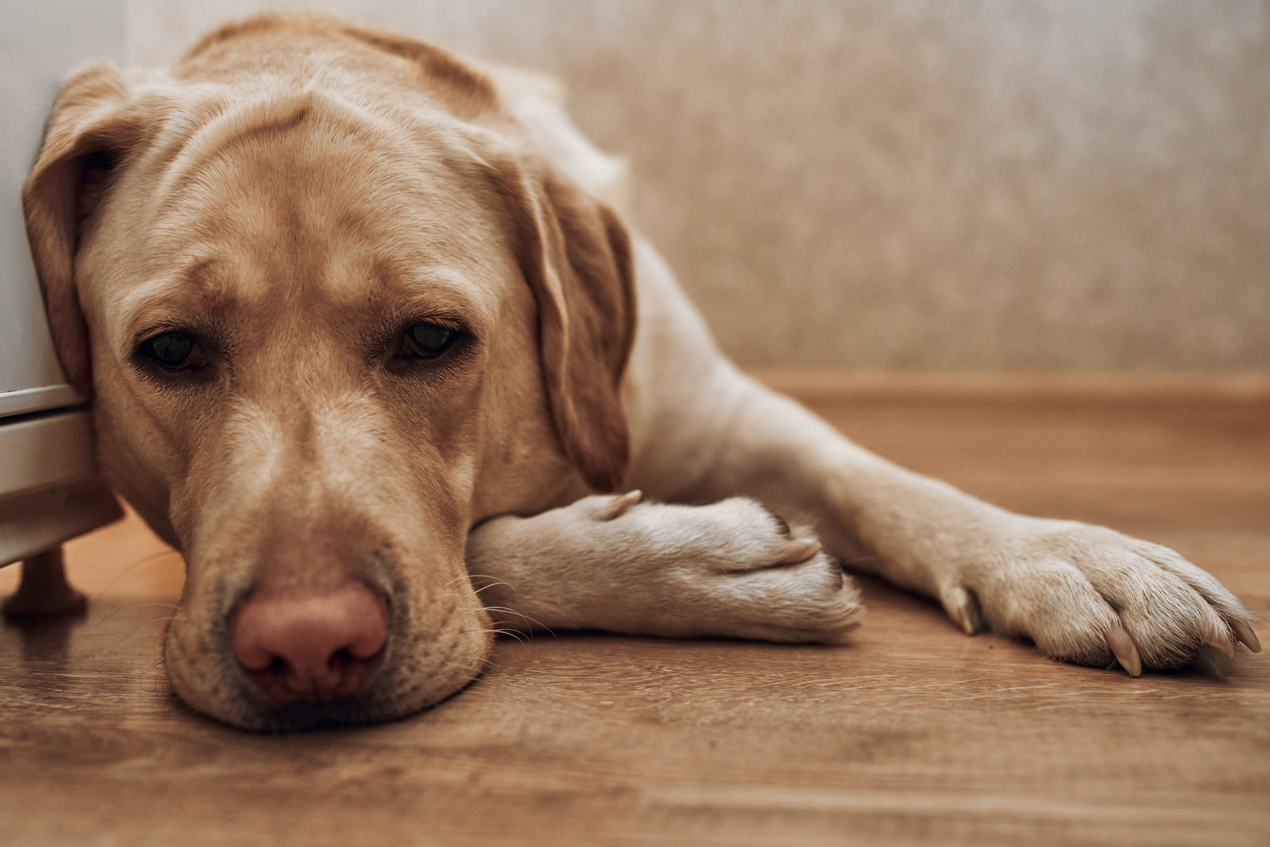 Лена Маша и Даша. Свадебный и Семейный фотограф Москва Петушок Наталья