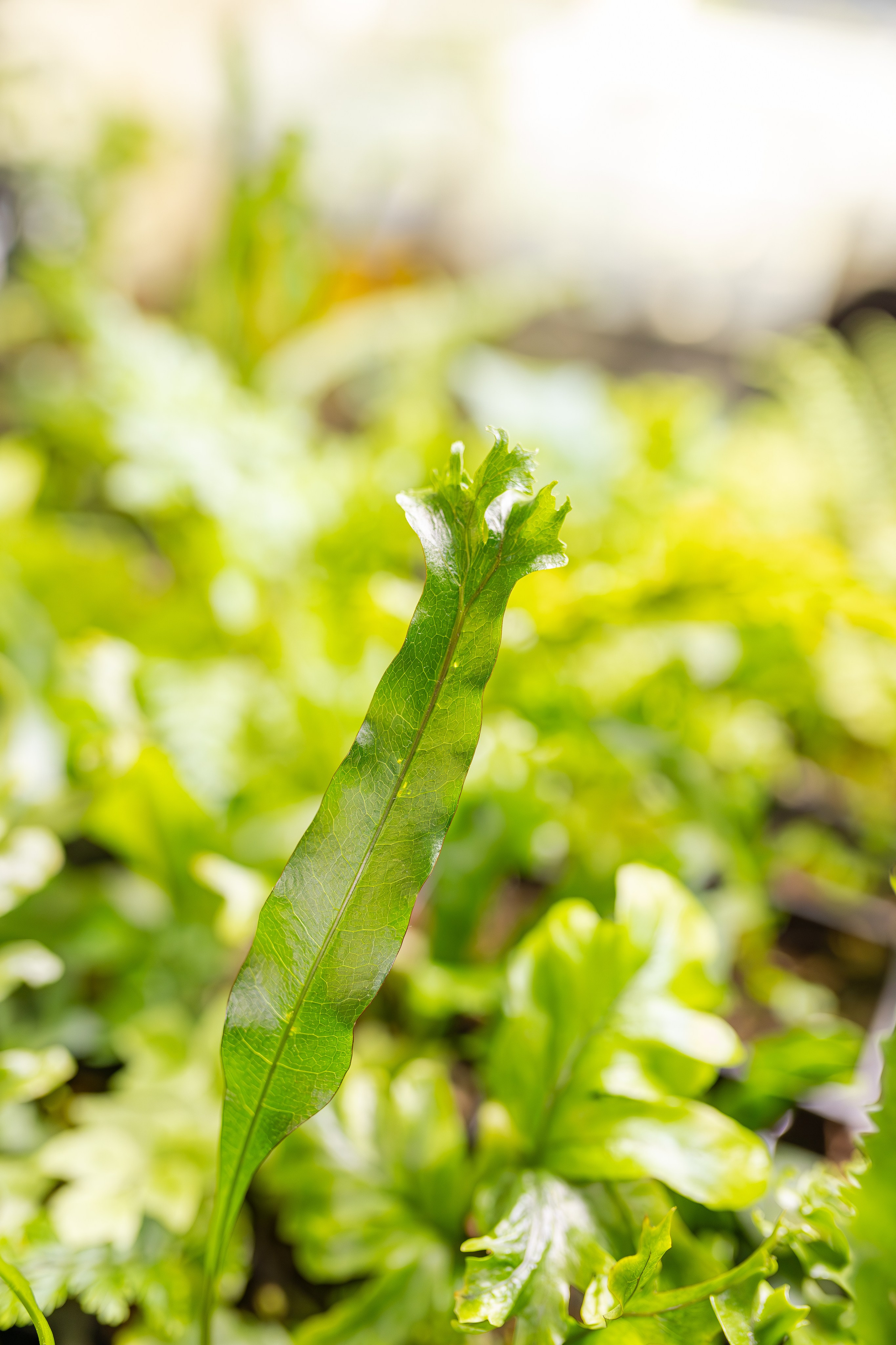 Монстериум апрель 2026. Александра Куликова фотограф, Москва