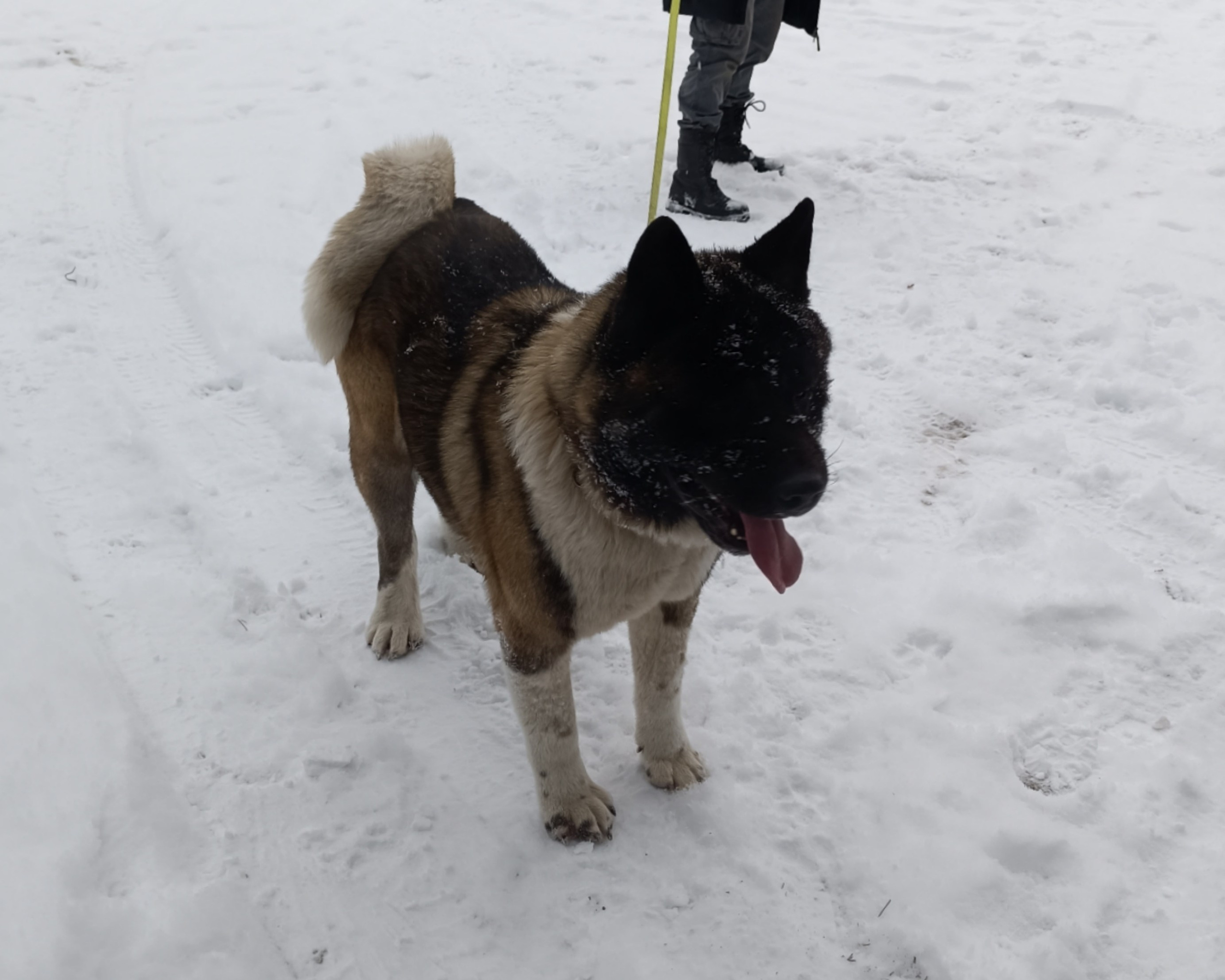 Triumf Sibiri Sting Shape of my Heart * Сэм   Американская Акита кобель питомник RUBYLIGHT Санкт-Петербург