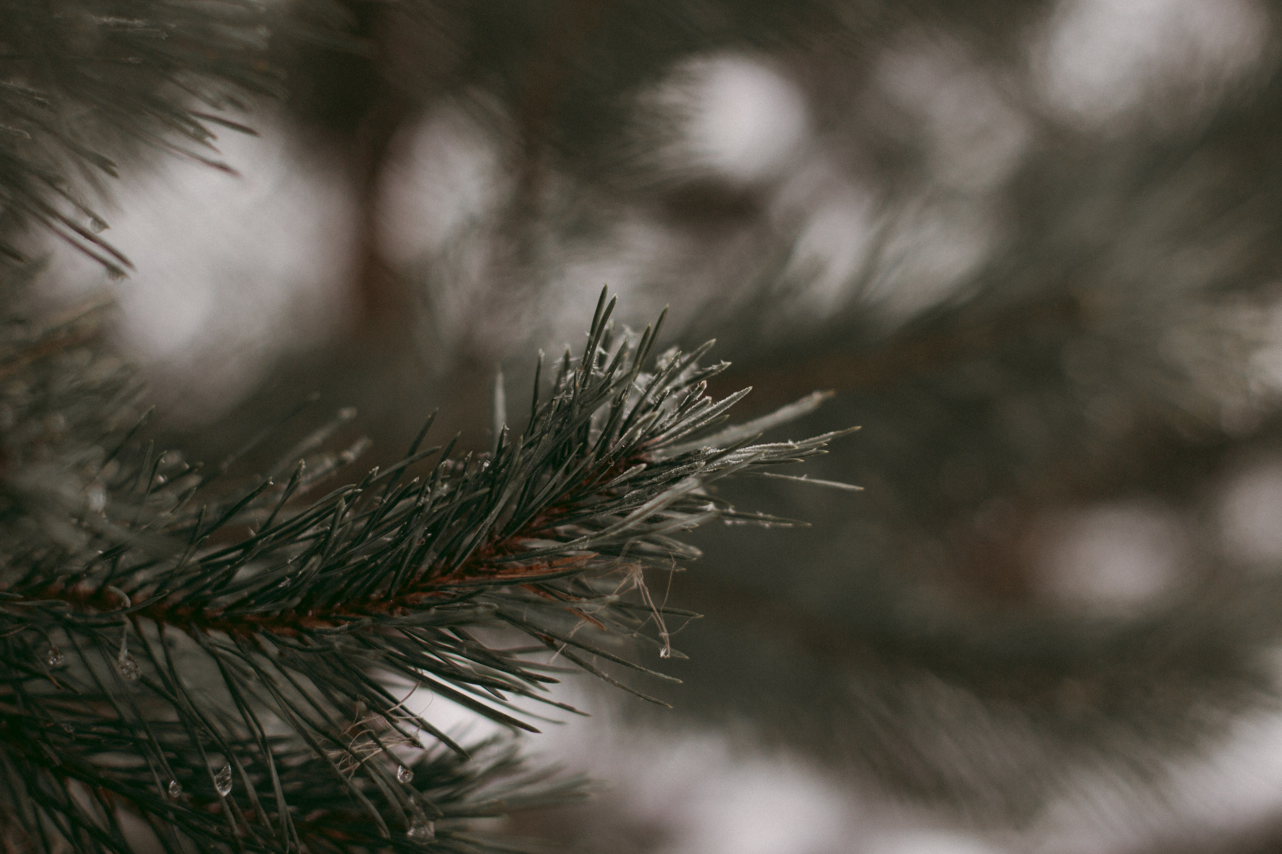 Katya, Dima, Rokki. Portrait, family and pet photographer in Cyprus, Ksenia Bourdelle