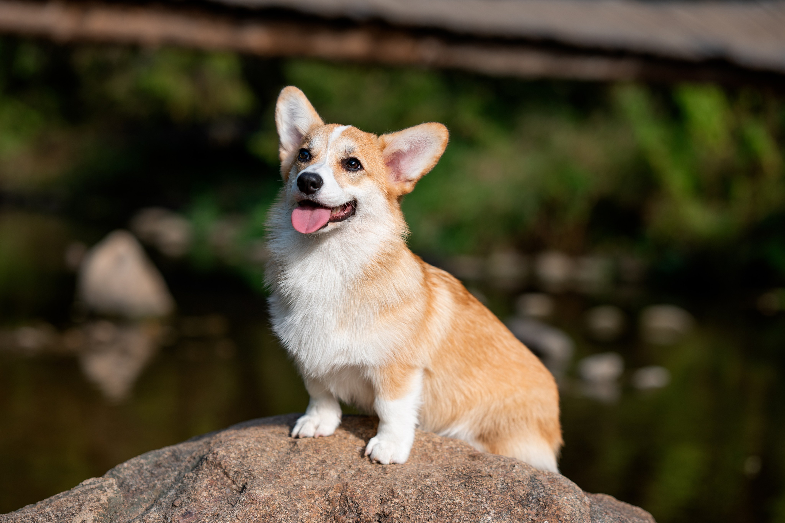 Заводчик Ольга Кушкина. Творческий фотограф Вологда
