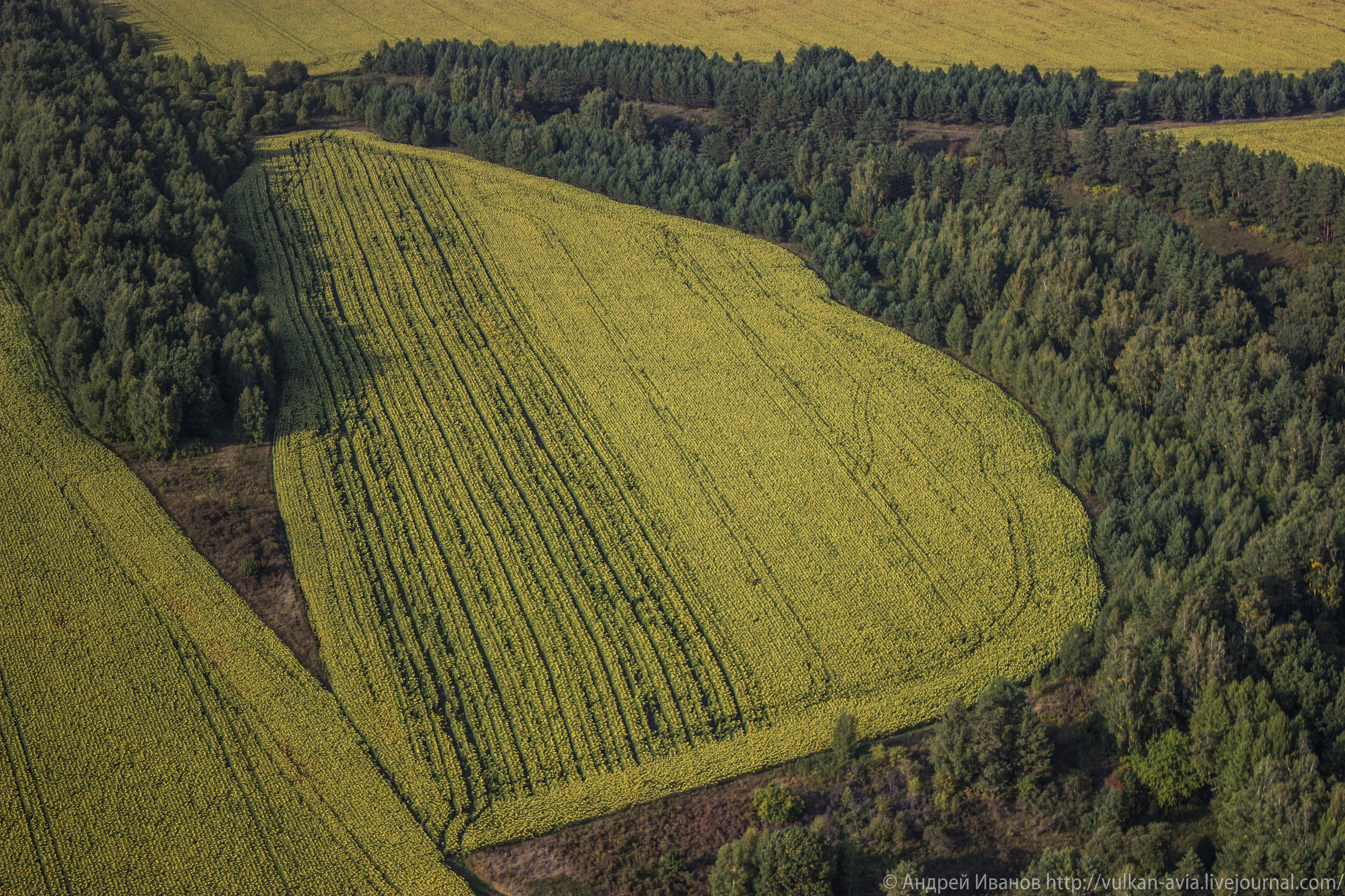 Волгодонск аэр. Потапов слёт «Небо для всех» (2021 г.). Фотоальбом показывающий увлекательный мир авиации и мир медведей Андрея Иванова