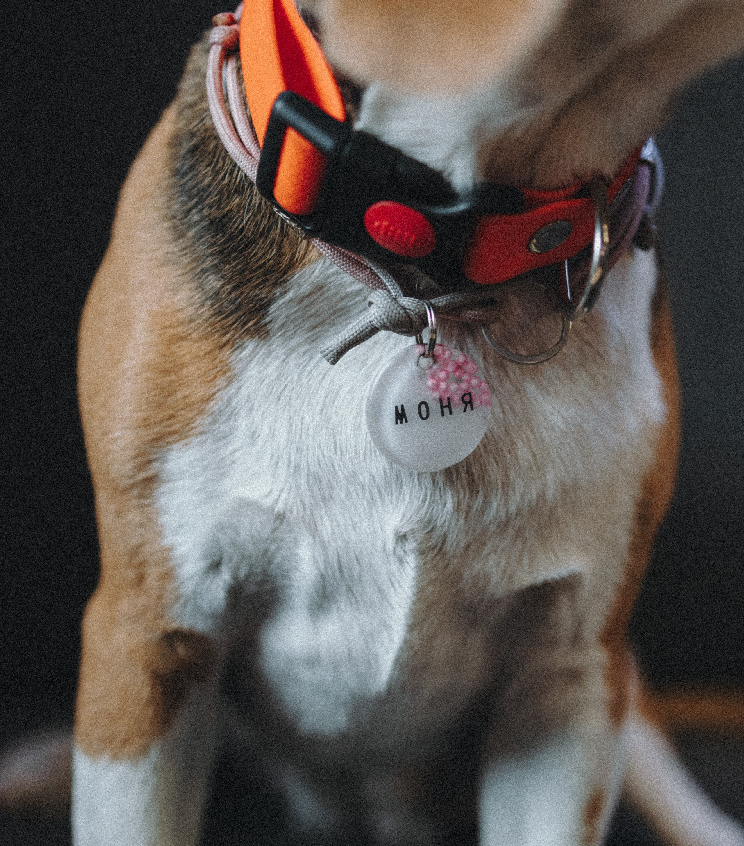 Аня и Моня. Фотограф — анималист Светлана Кысса|фотограф собак в Краснодаре и Нижнем Новгороде