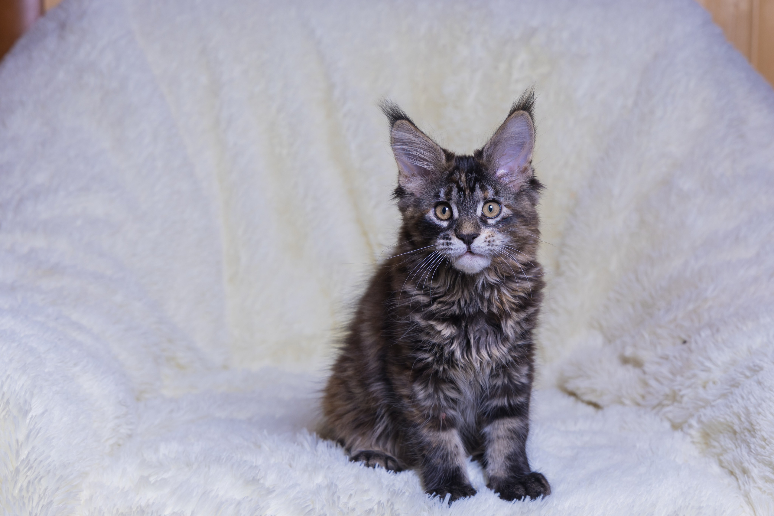 Котики. Photomantis