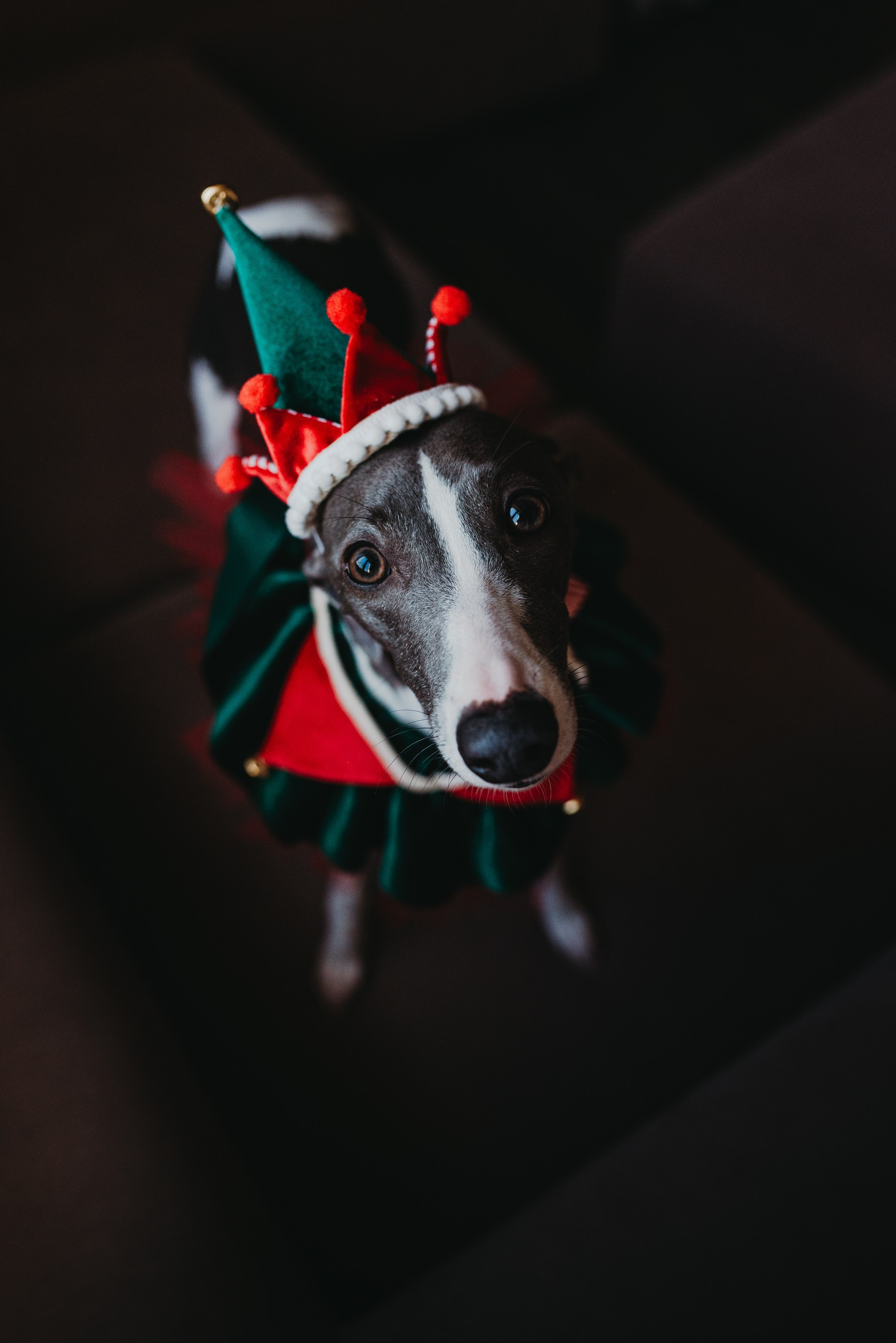 Вика, Леша, Роберт и Луша. Семейный и детский фотограф в Новосибирске и Краснообске — Анна Ким