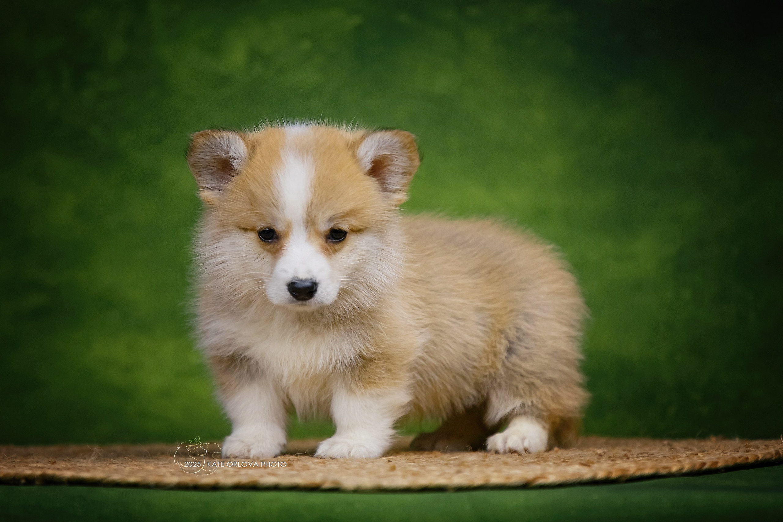 А — Кола и Цесей. Kawaii Kuma питомник собак пород Корги пемброк, Акита ину, Сиба