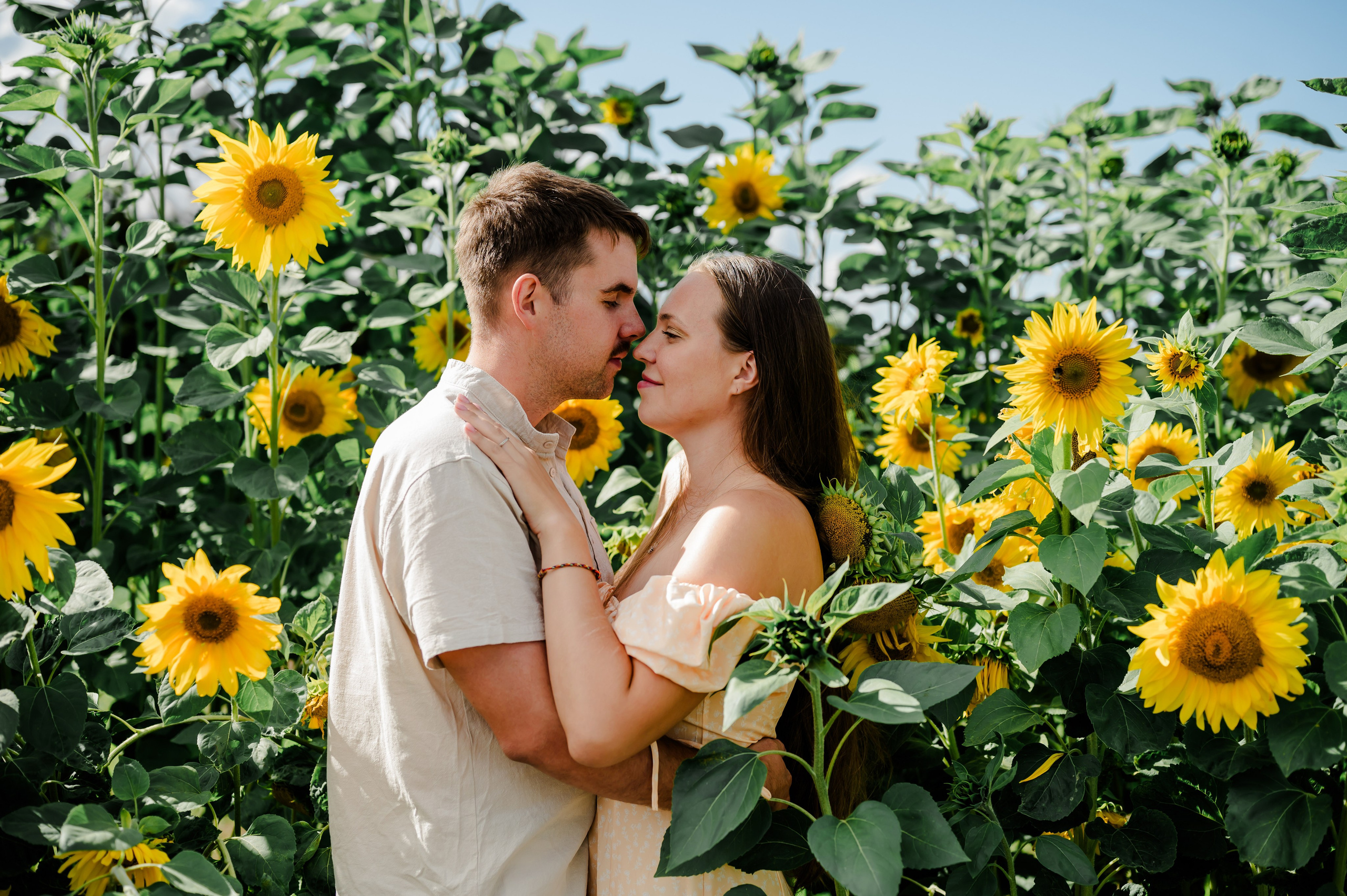 Подсолнухи. Свадебный и семейный фотограф Евгения Кононова