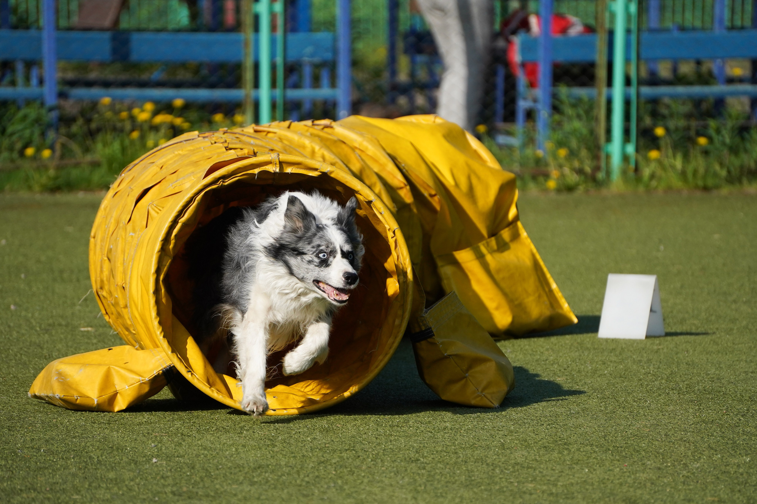 Аджилити 25.05.24, Санкт-Петербург. Фотограф-анималист Анастасия Большакова