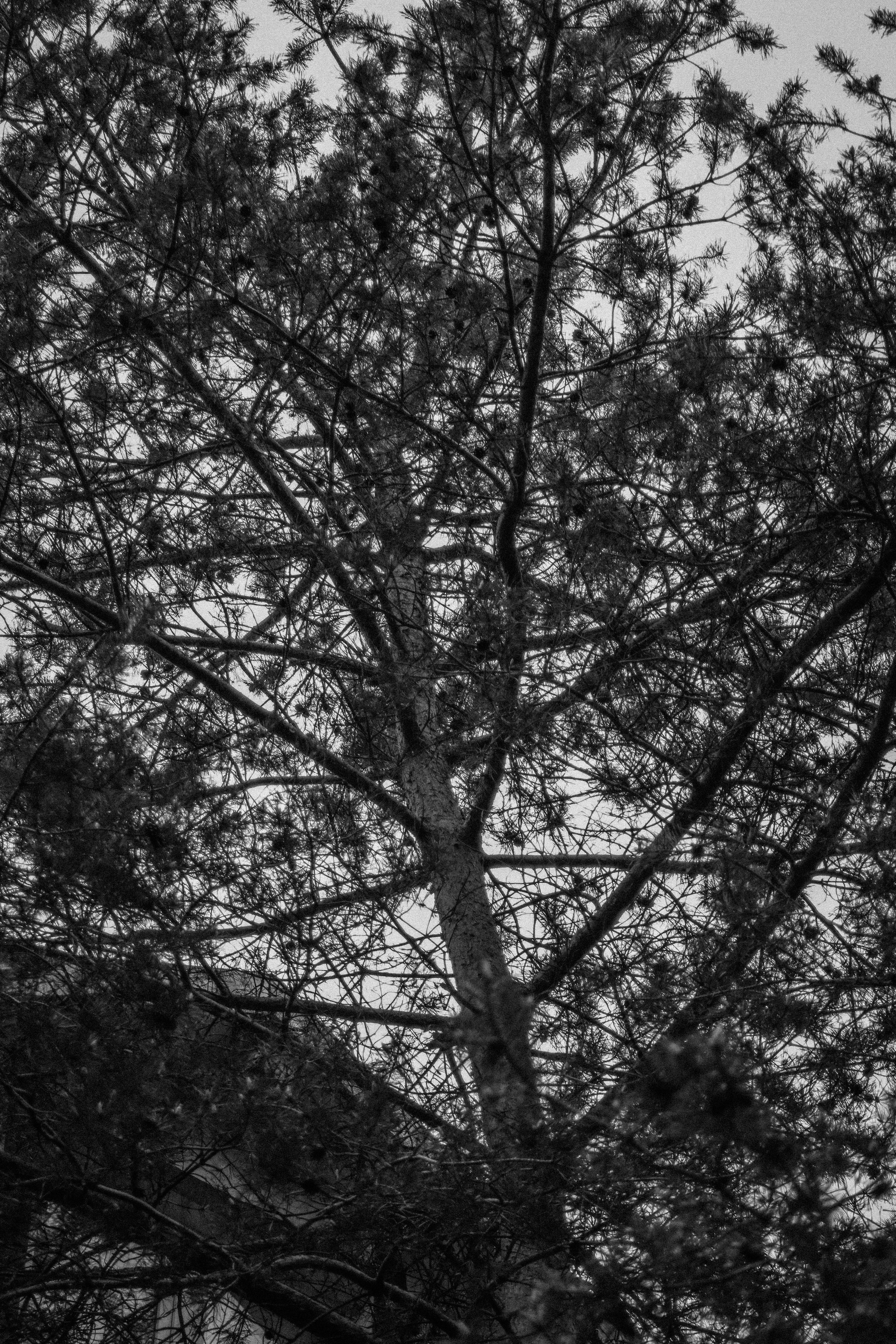 Ч \ Б. — Digital Noise —