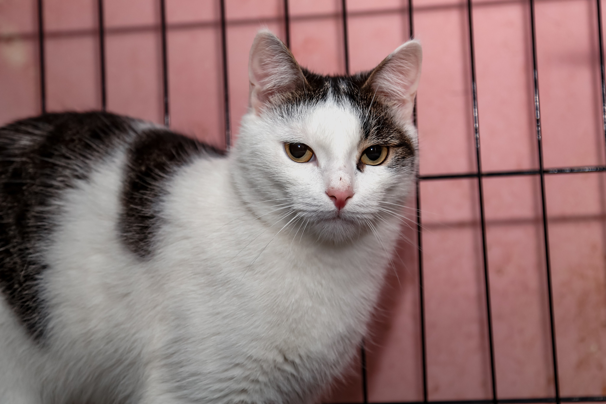 Приют Кошкин Дом Филимоша. Ваш фотограф в Оренбурге Рощупкина Екатерина