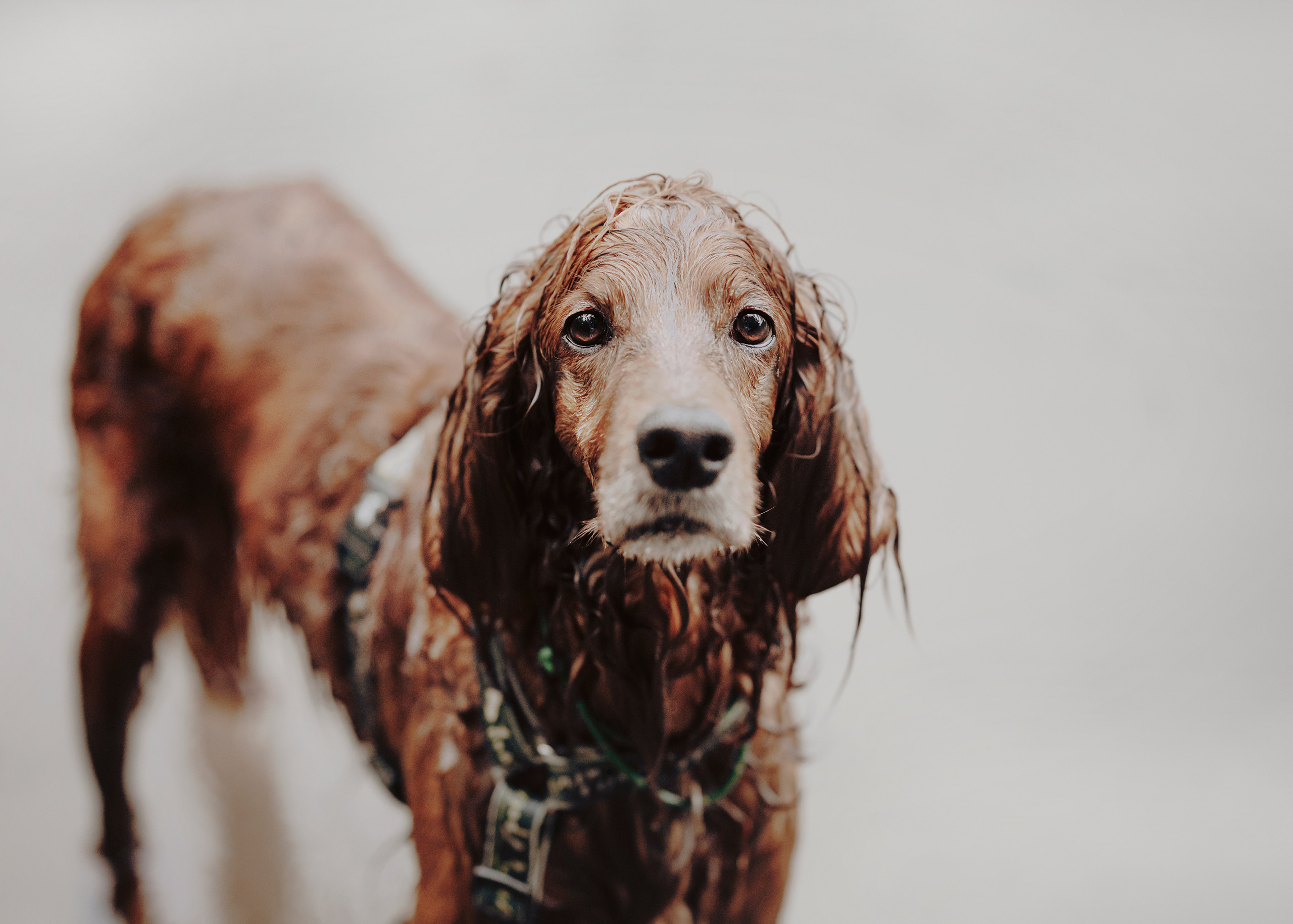 Рейн. Фотограф- анималист Александра Матвеева