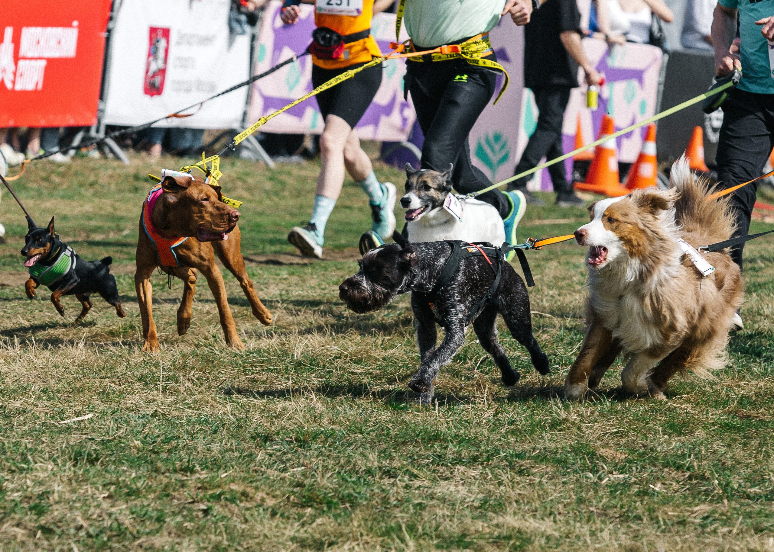 Кросс «Быстрый пёс» 2025. Репортажный фотограф в Москве