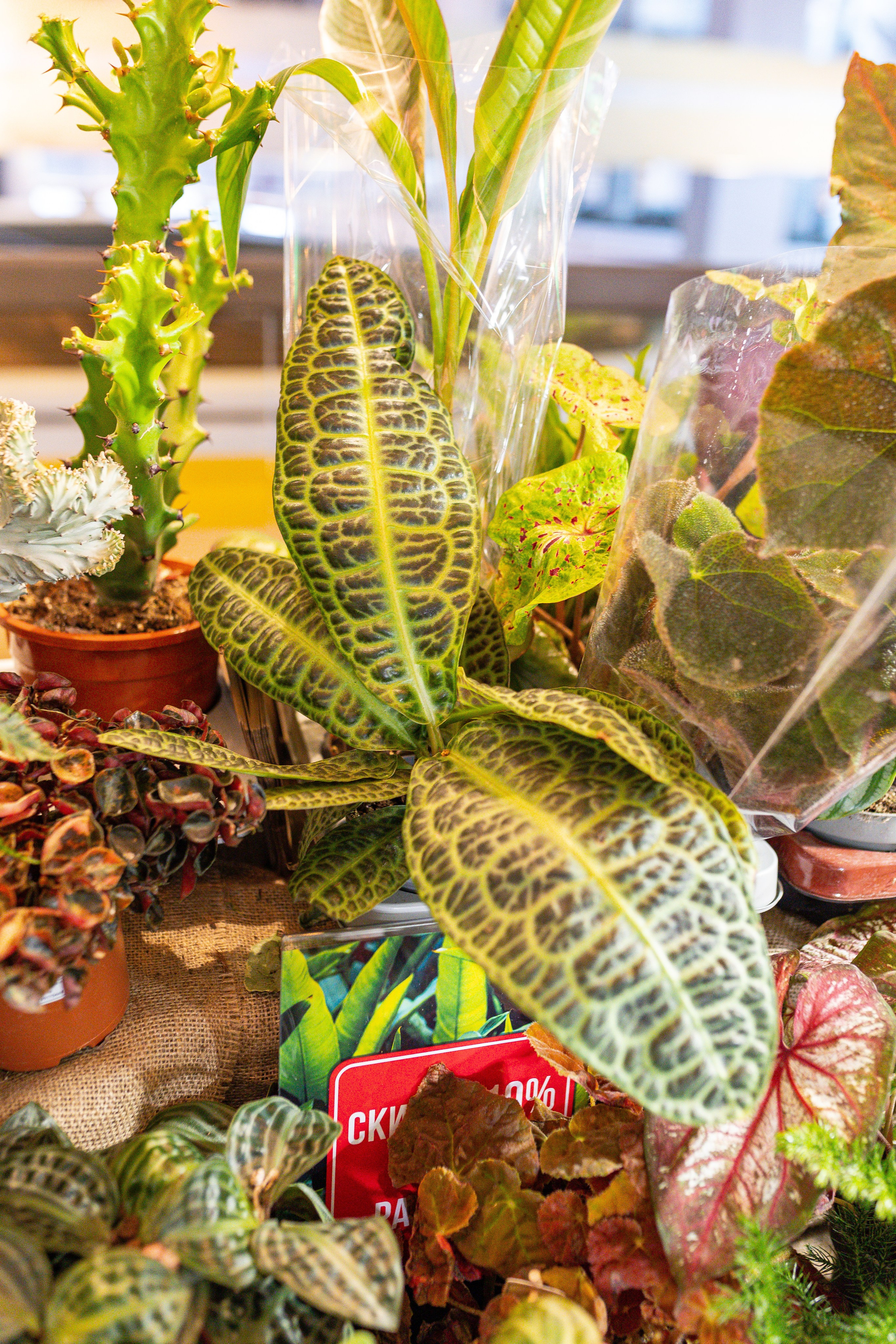 Growbox 5лет. Александра Куликова фотограф, Москва