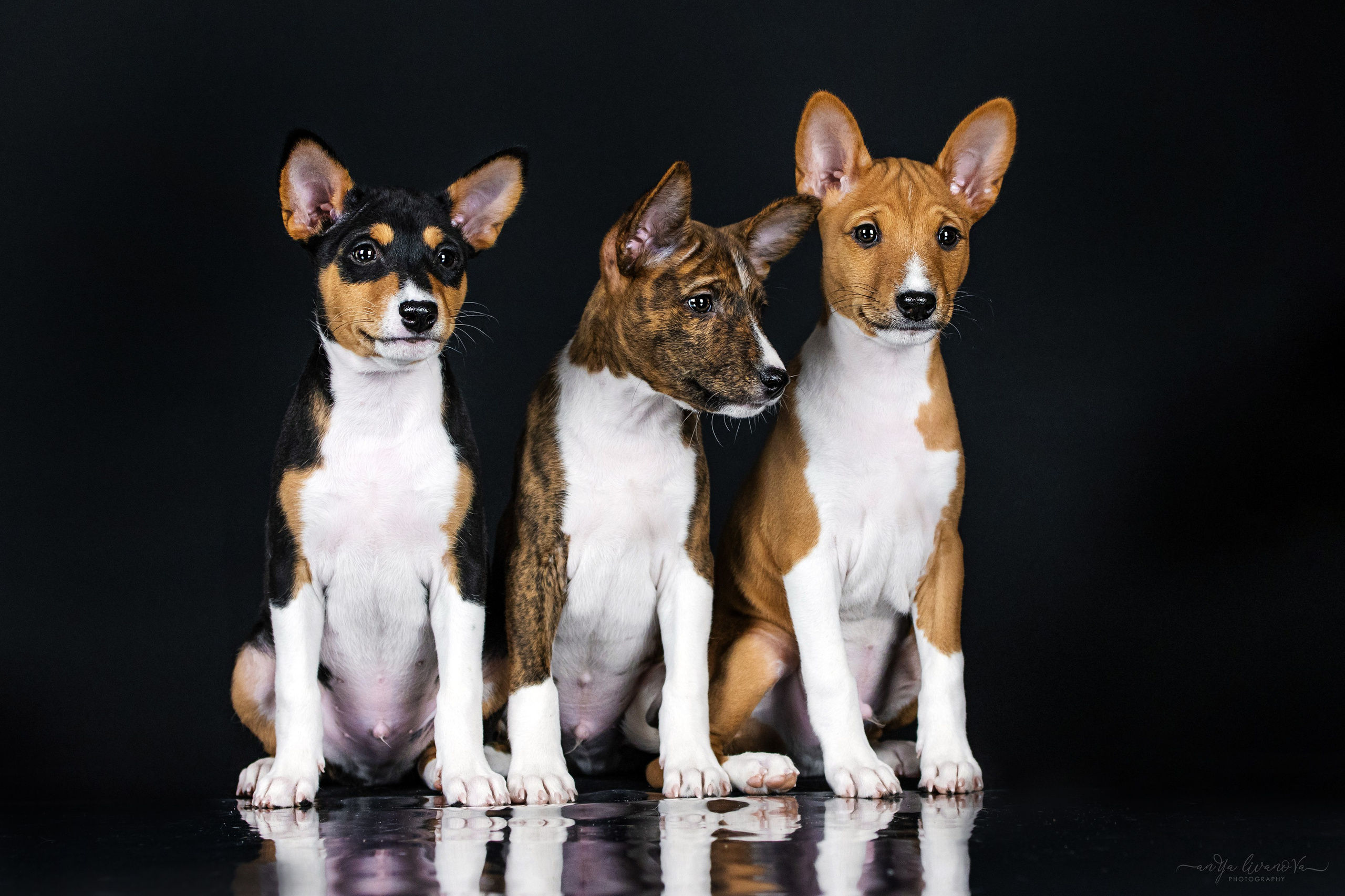 Басенджи. Фотограф анималист Аня Ливанова | Рыбинск