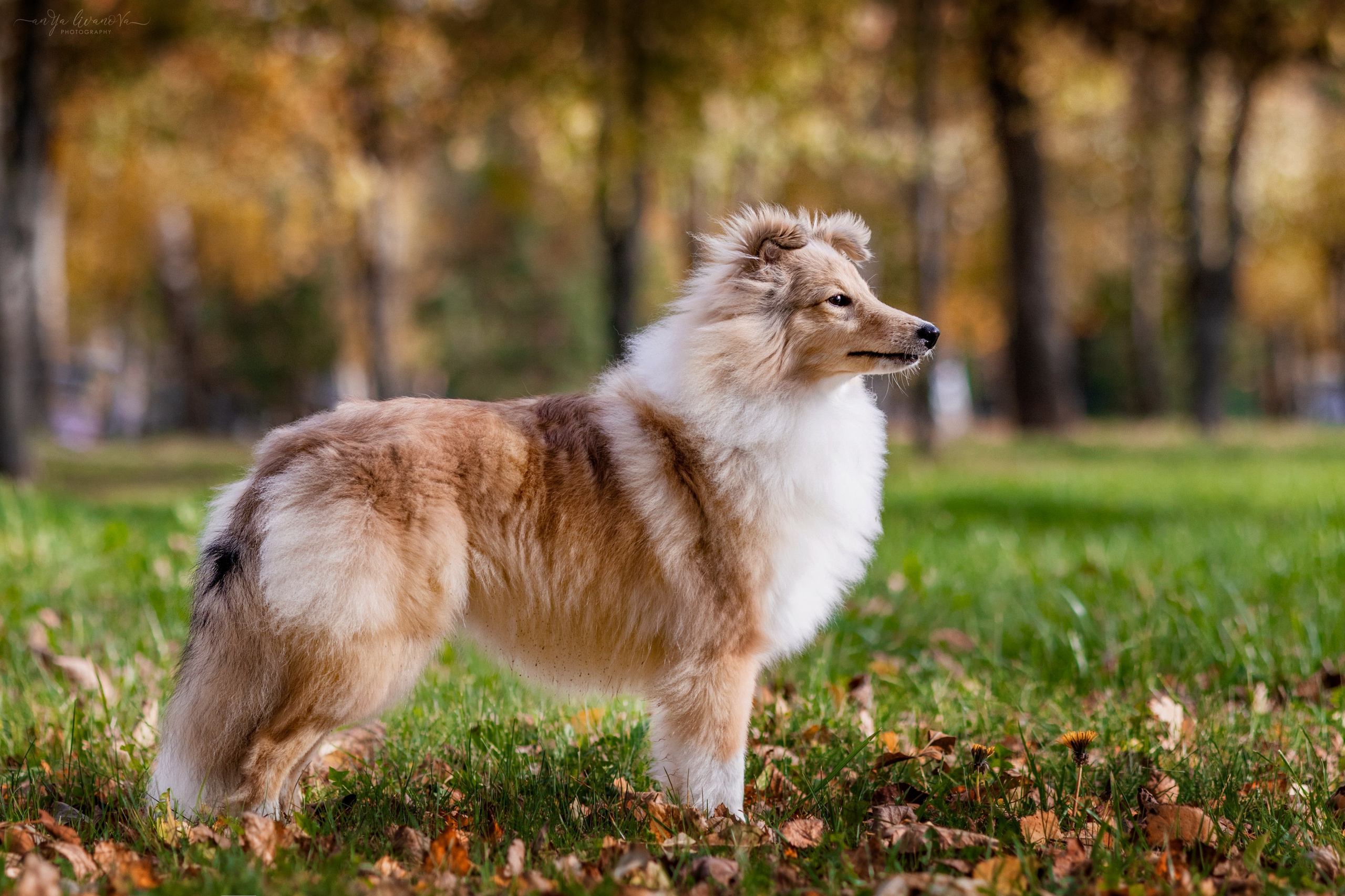 Бетти. Фотограф анималист Аня Ливанова | Рыбинск