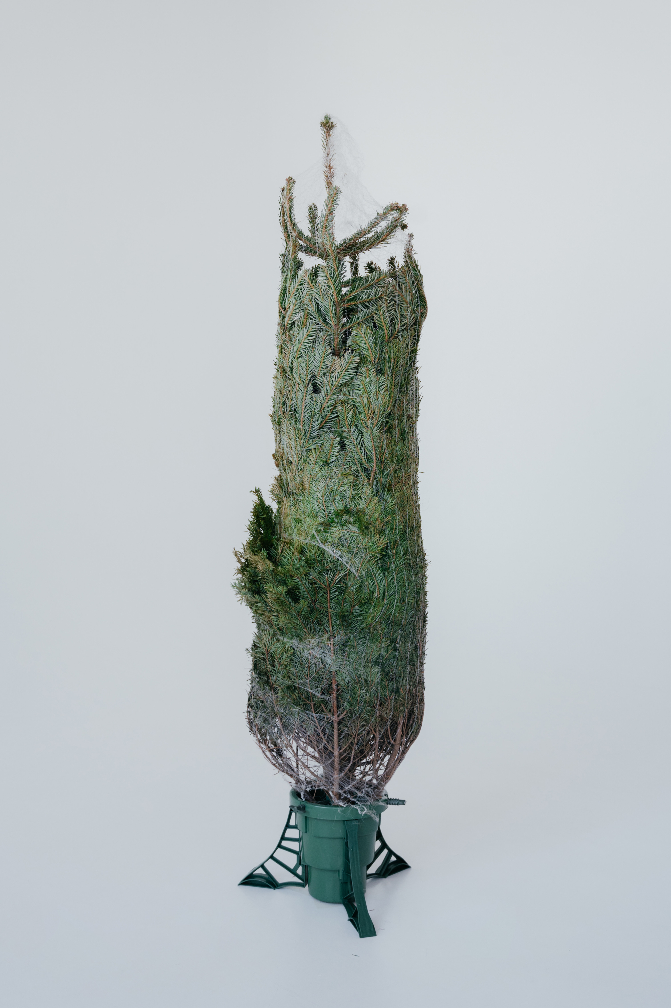 Мироненко. Свадебный и семейный фотограф Вероника Холод