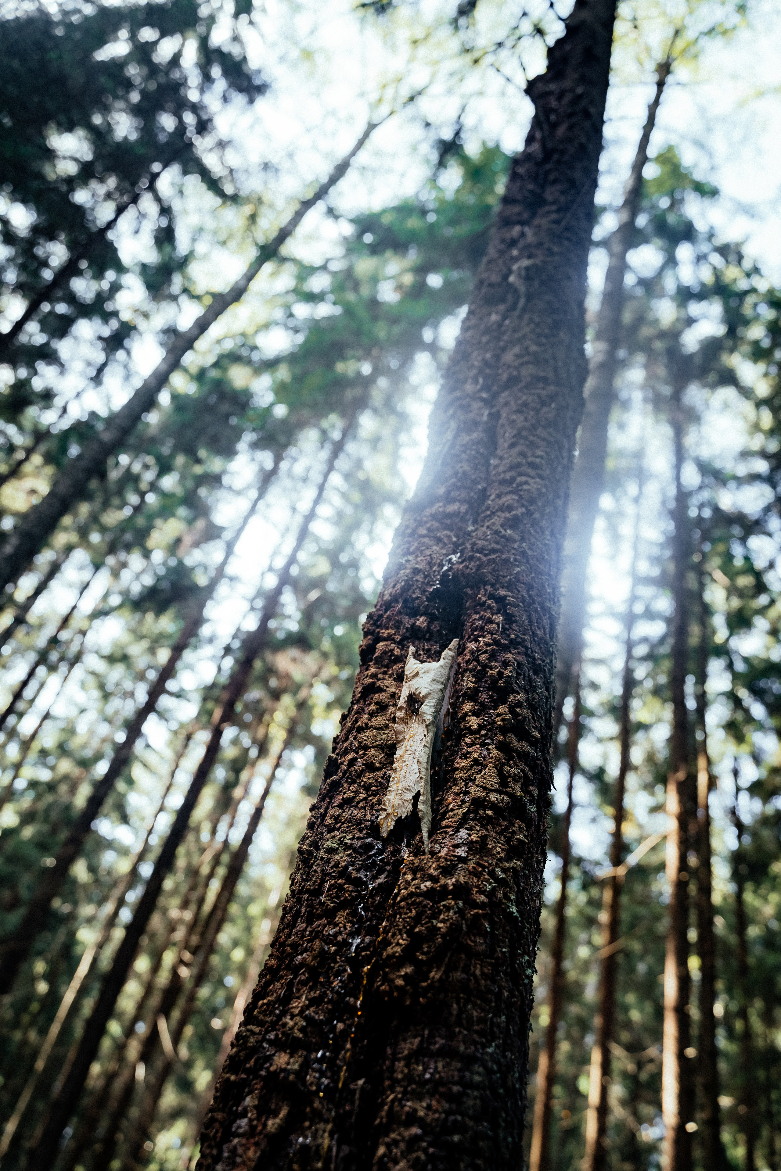 Колдун в лесу. Фотограф Новополоцк, Полоцк, Минск, РБ, Зимаков Егор