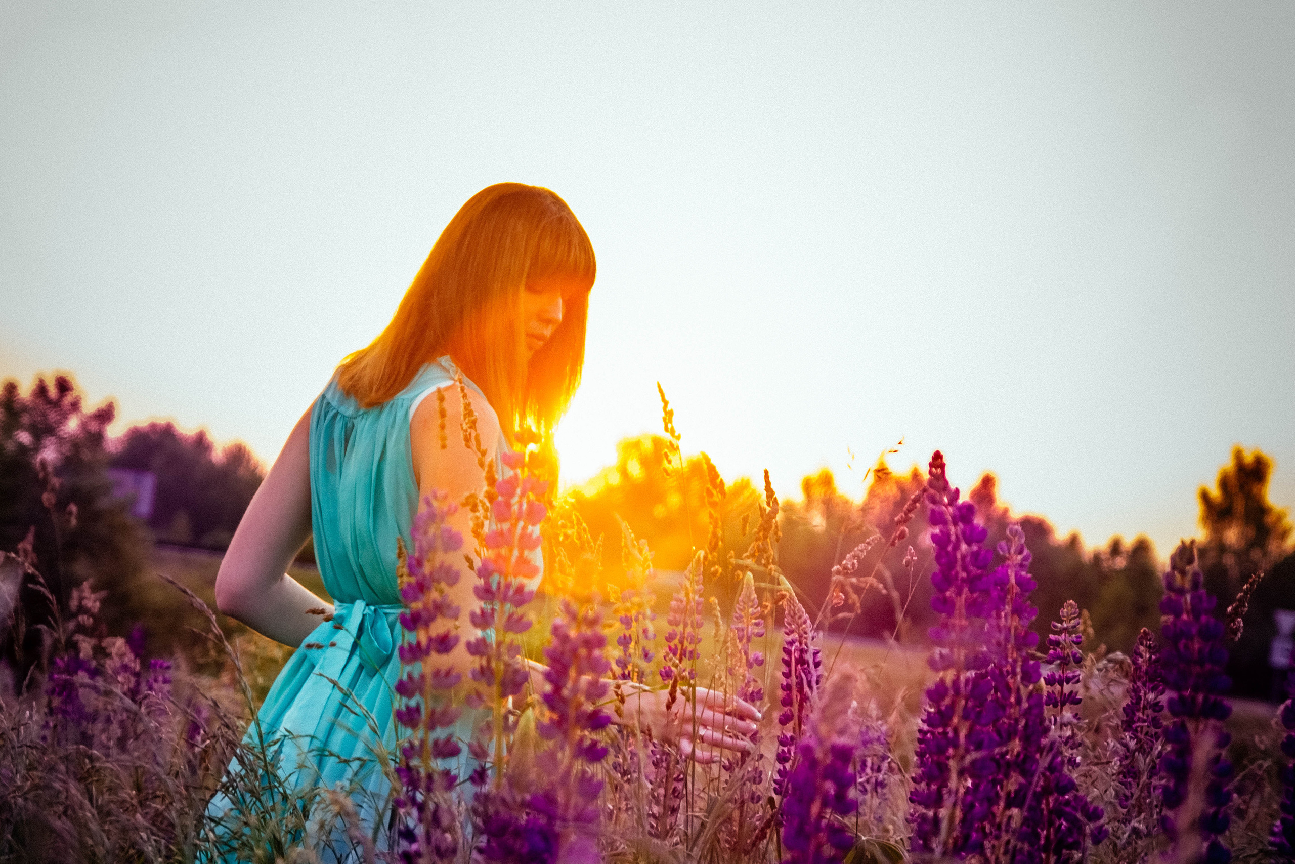 Закат в люпинах. Фотограф Новополоцк, Полоцк, Минск, РБ, Зимаков Егор