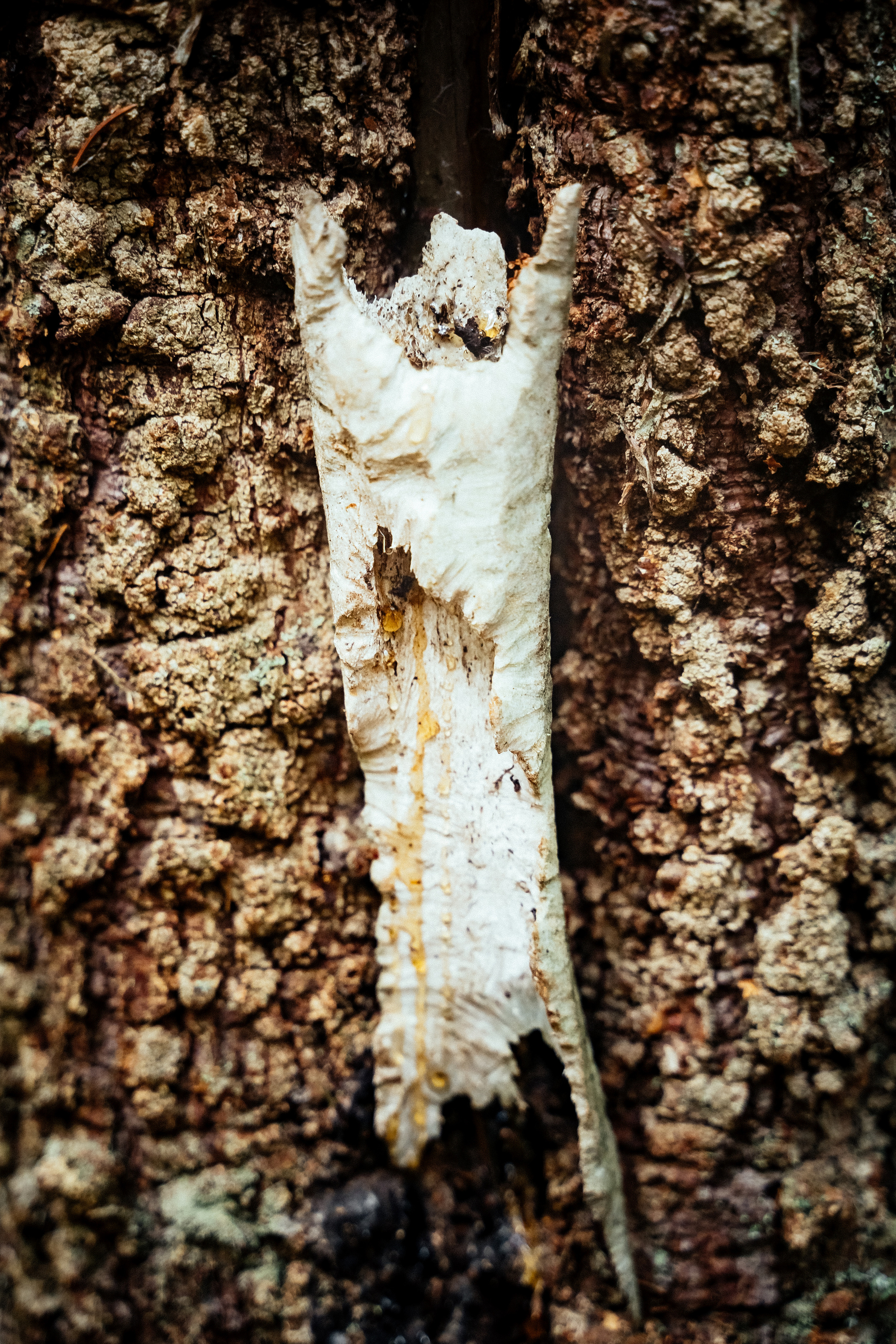 Колдун в лесу. Фотограф Новополоцк, Полоцк, Минск, РБ, Зимаков Егор