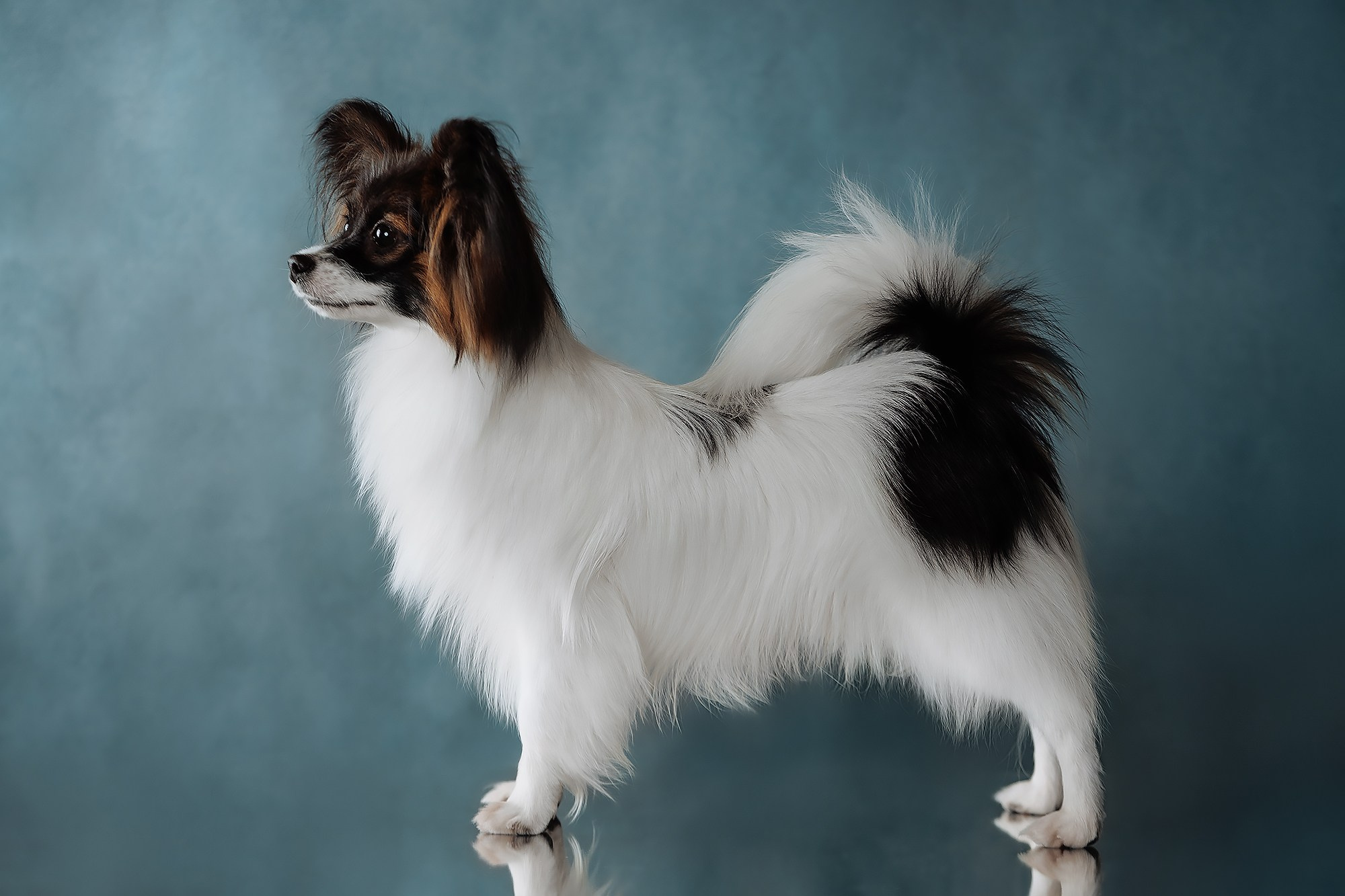 Синева. О нас