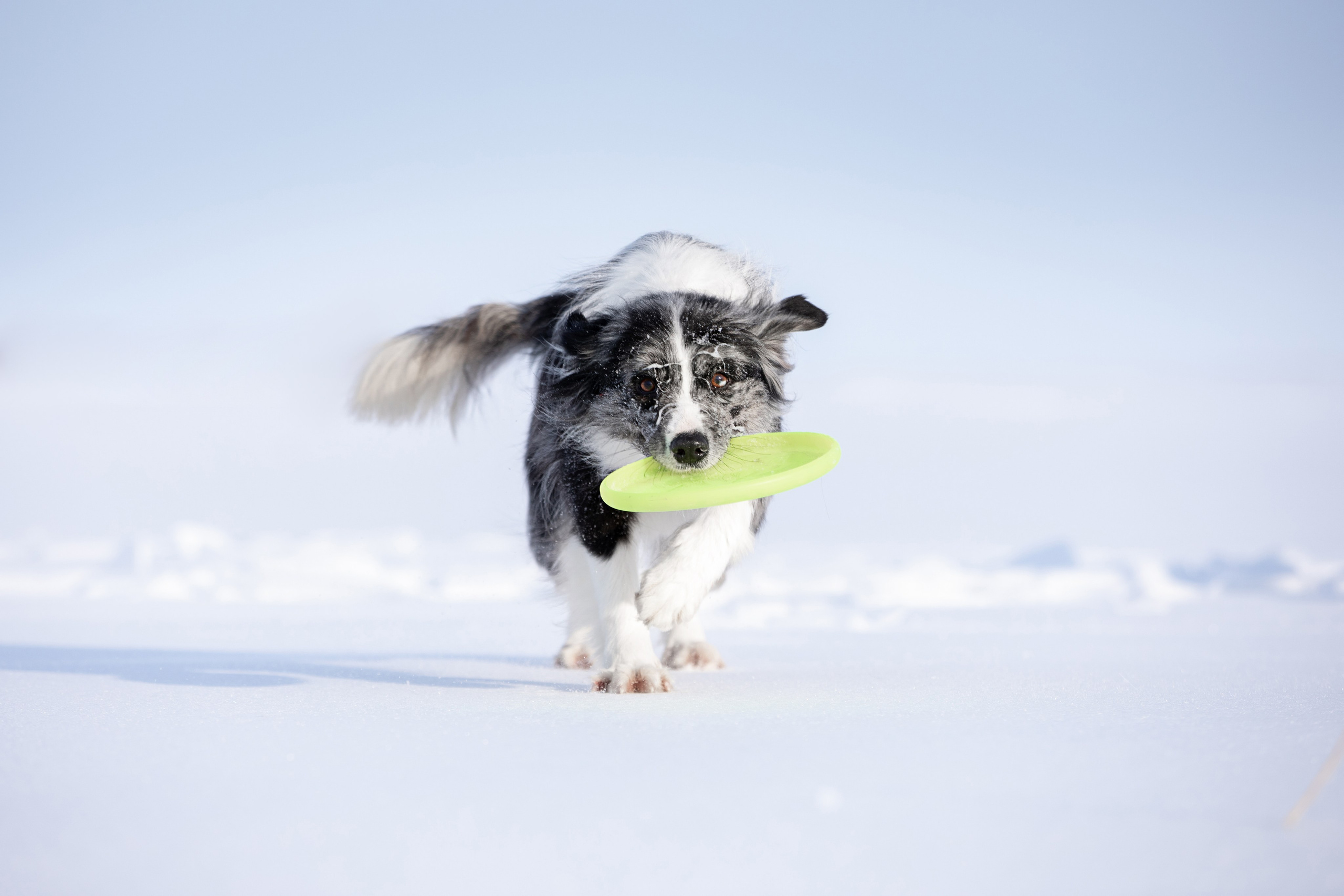 Мороз и солнце. О нас