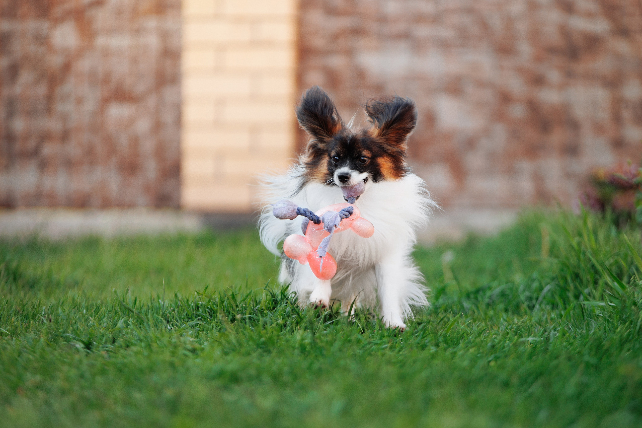 Пушистое. О нас