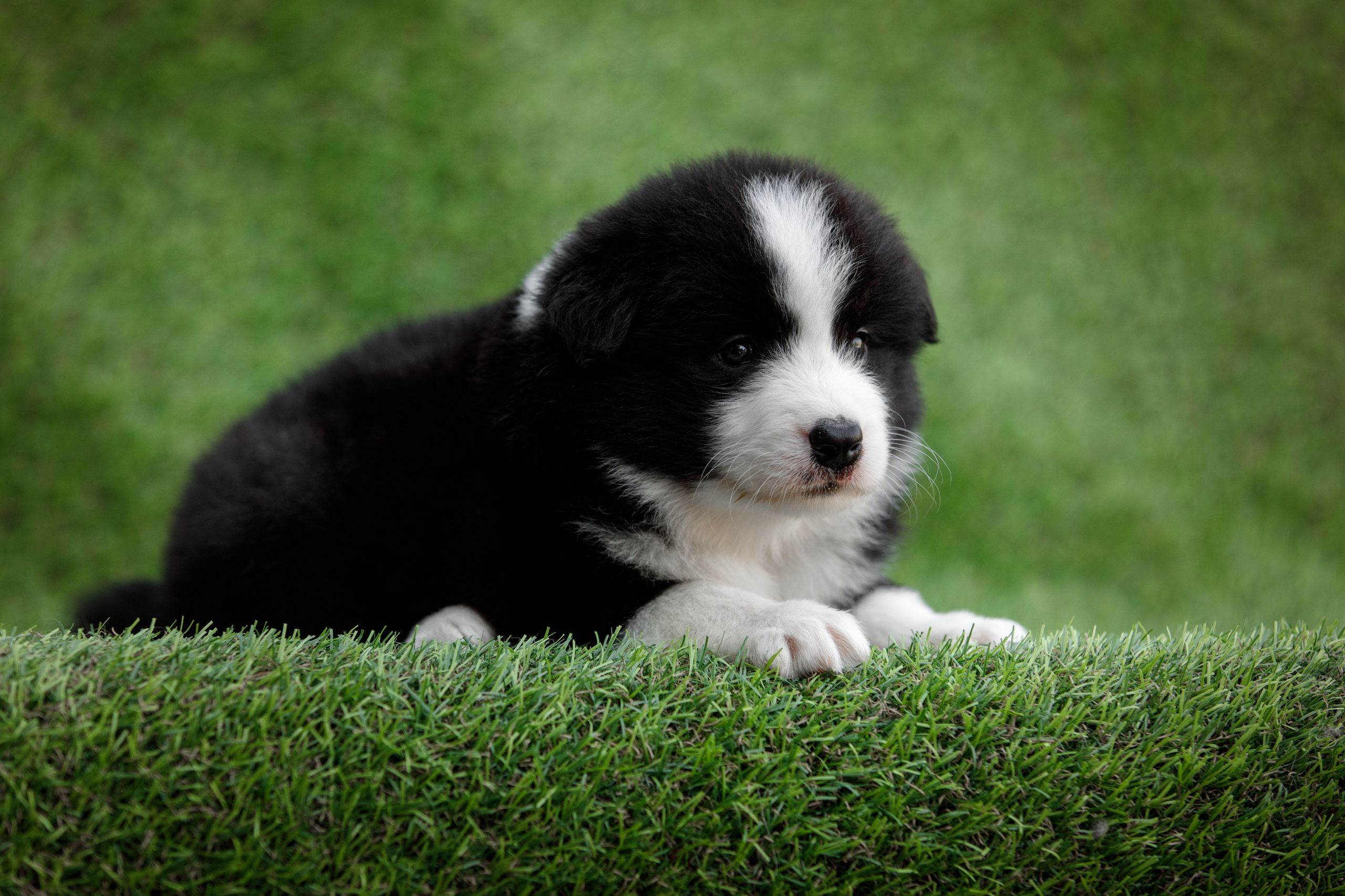 Смешарики. О нас