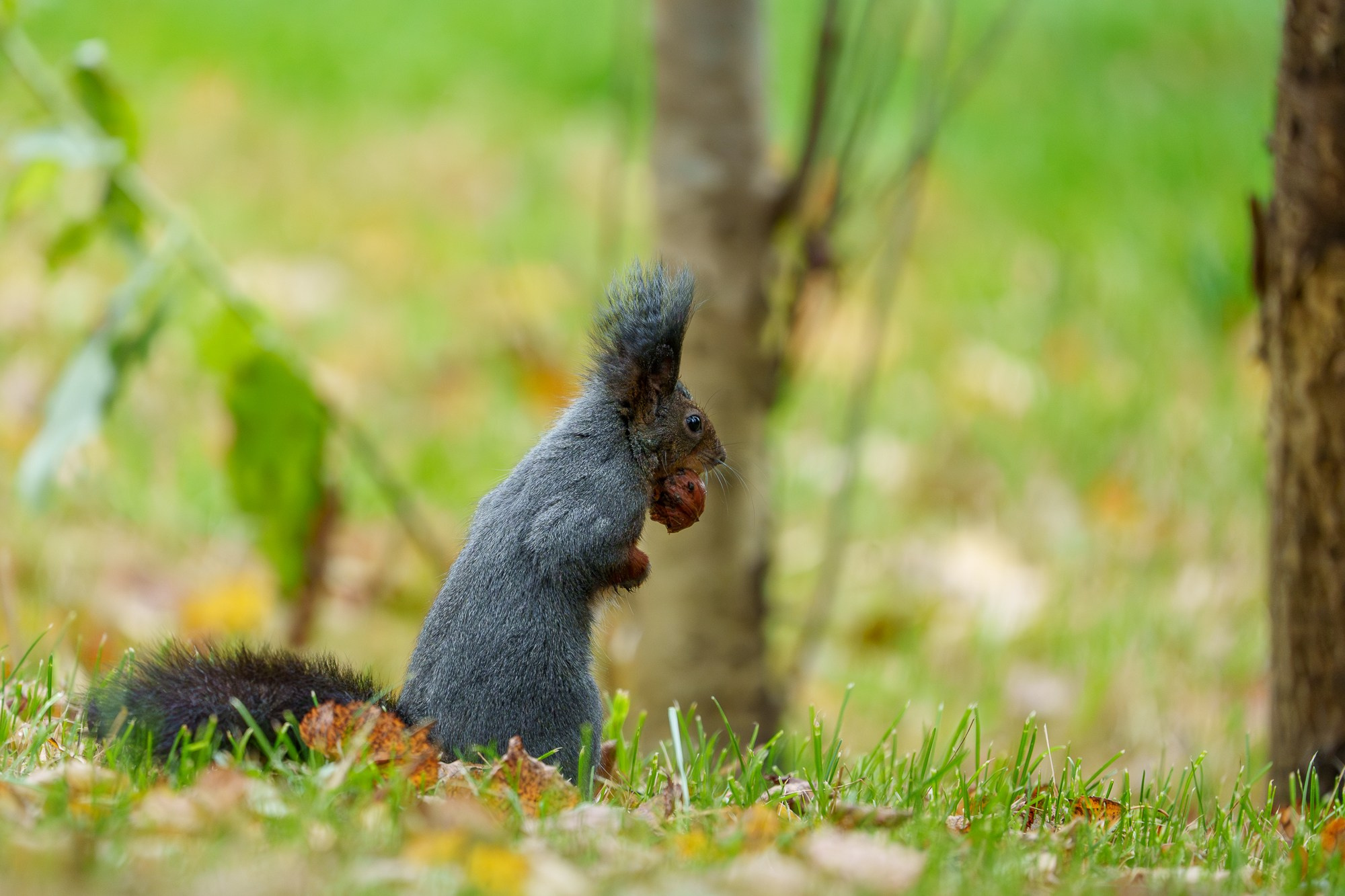 Животные. Ваш личный фотограф Марина Волкова