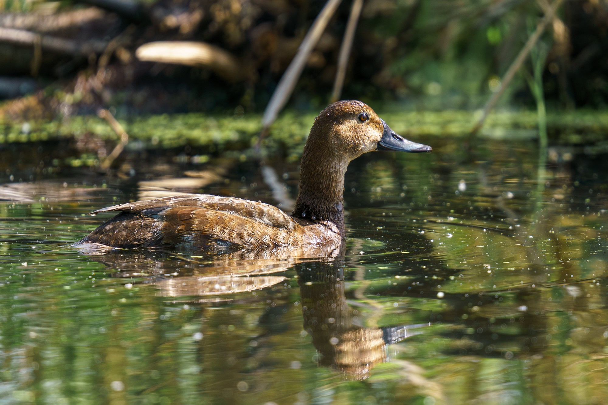 Удивительные мир птиц. Вокруг нас столько прекрасного — присмотритесь!. Ваш личный фотограф Марина Волкова
