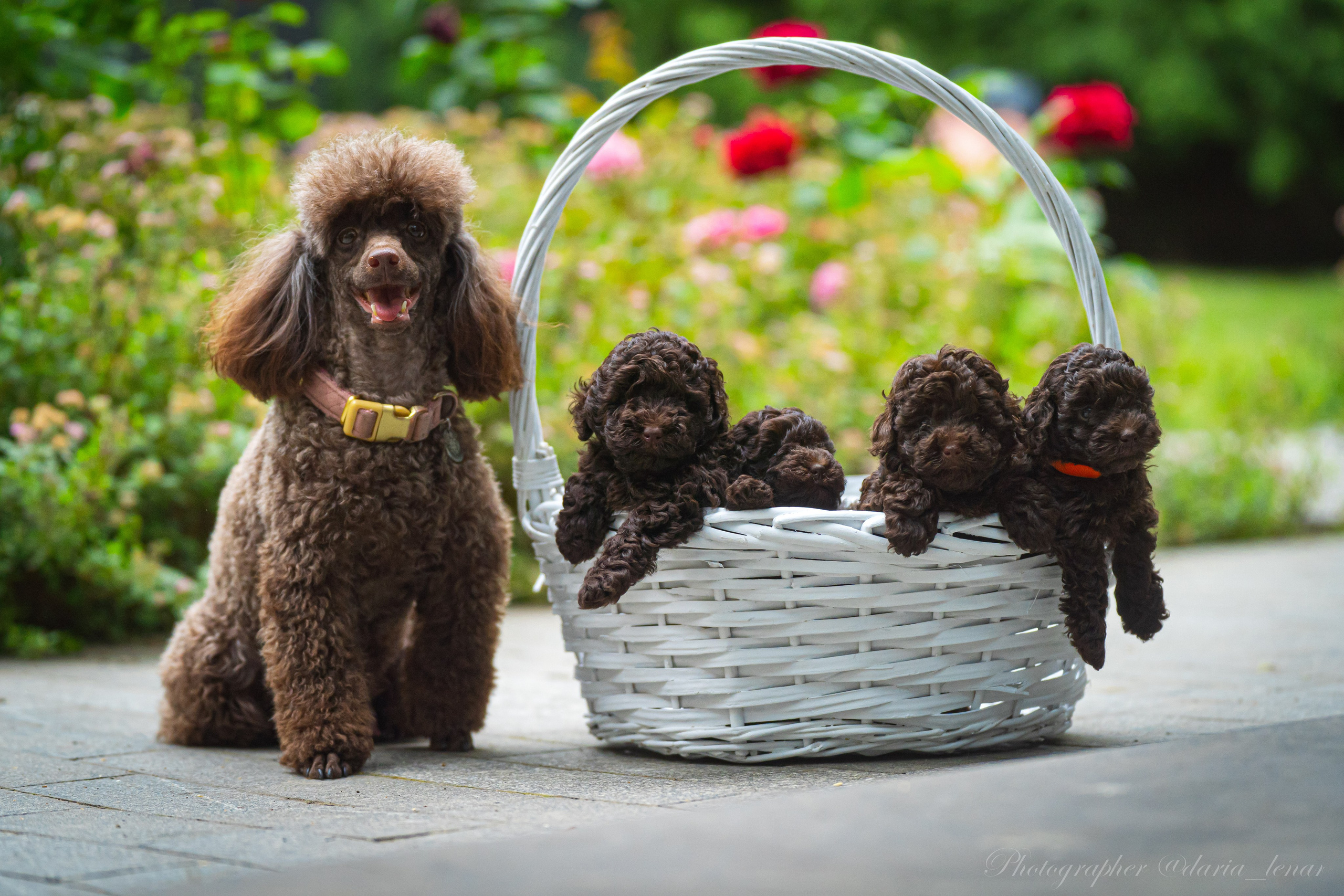 Питомник мини-пуделей. Фотограф в Москве Ленарская Дарья