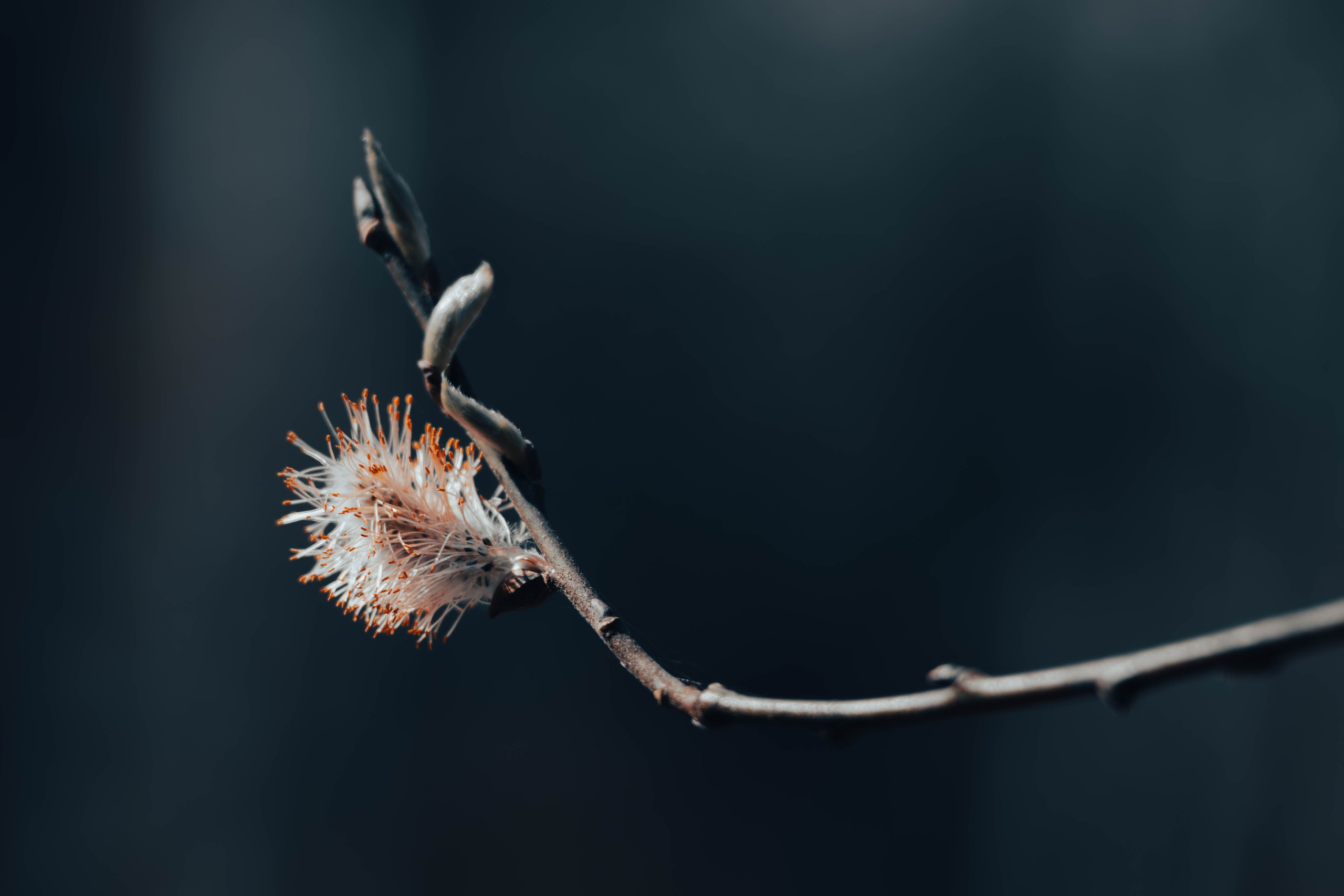 Цветы. Светофография