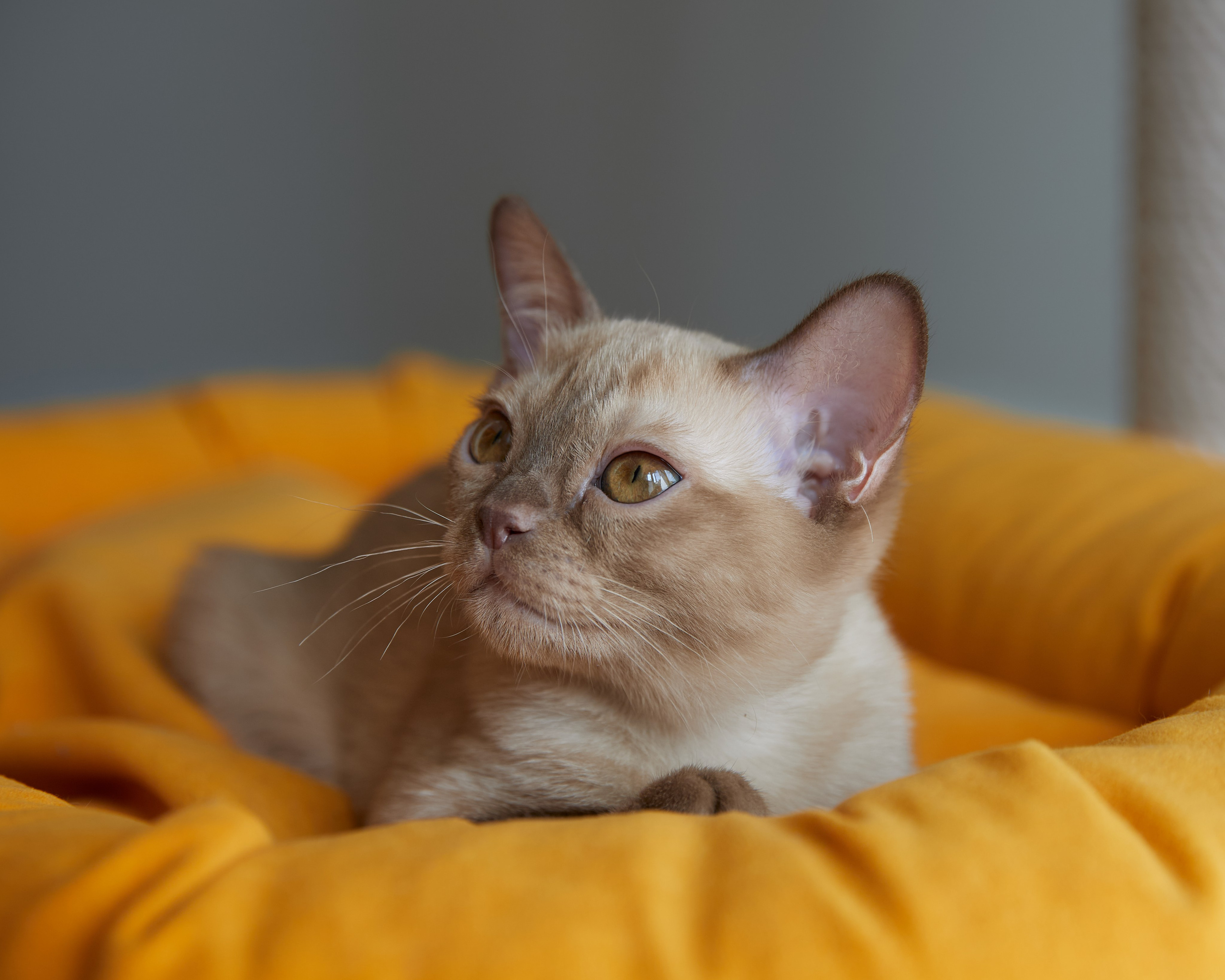 Afina (Магнитогорск). Питомник «Bouncy Life»