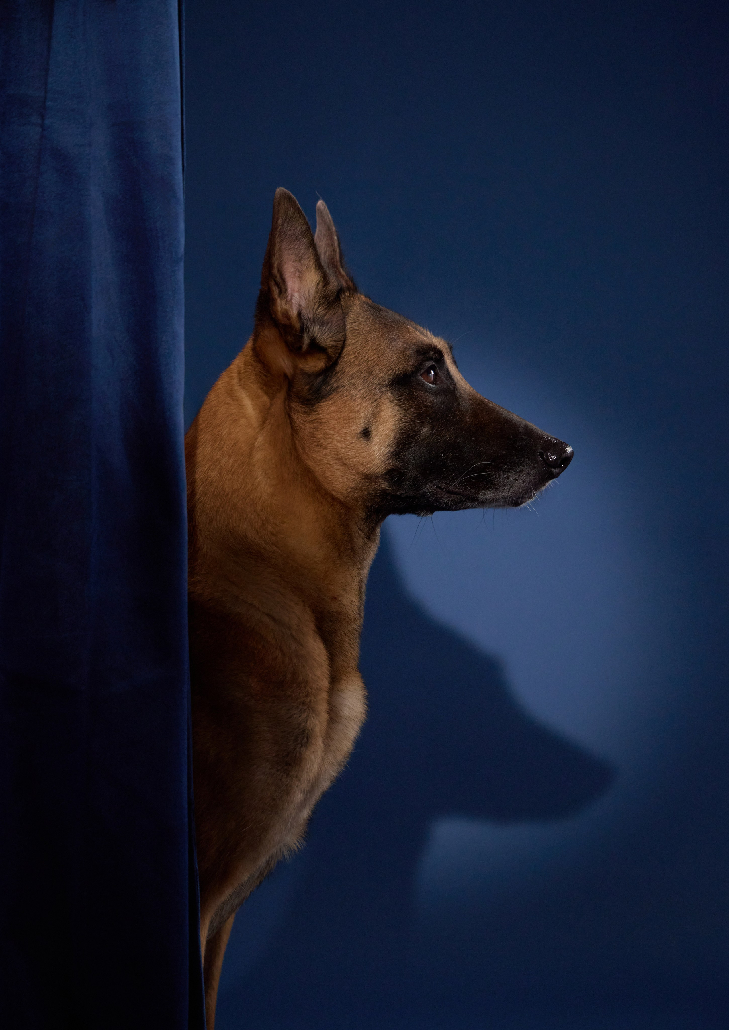 Presence. Dog Photographer Anna Averianova | Art & Commercial Pet Photography