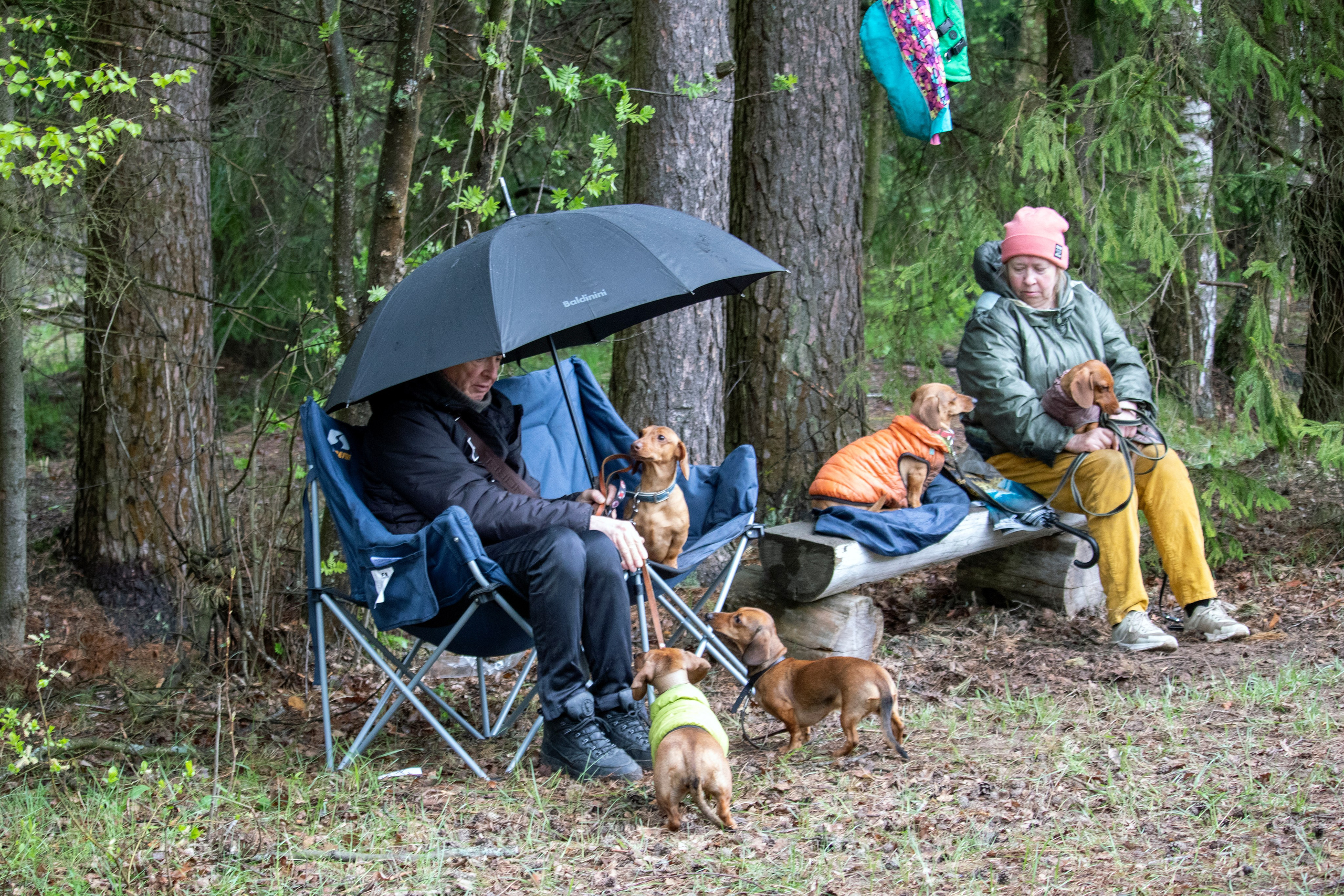 Собаки. Фотограф в Вязьме