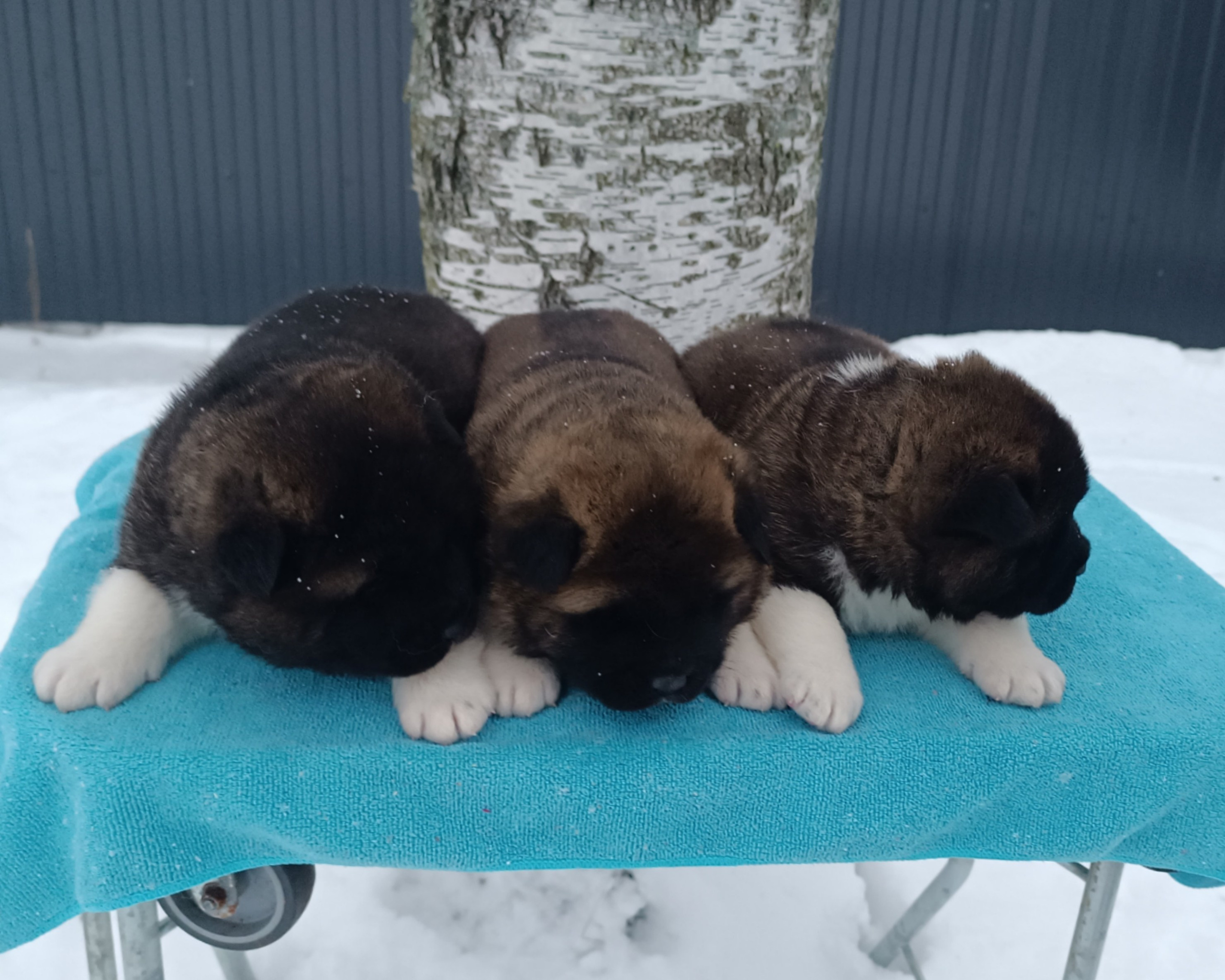 Американская акита  щенки питомник Санкт-Петербург клубные щенки Американская акита питомник RUBYLIGHT Рубилайт купить щенка американской акиты