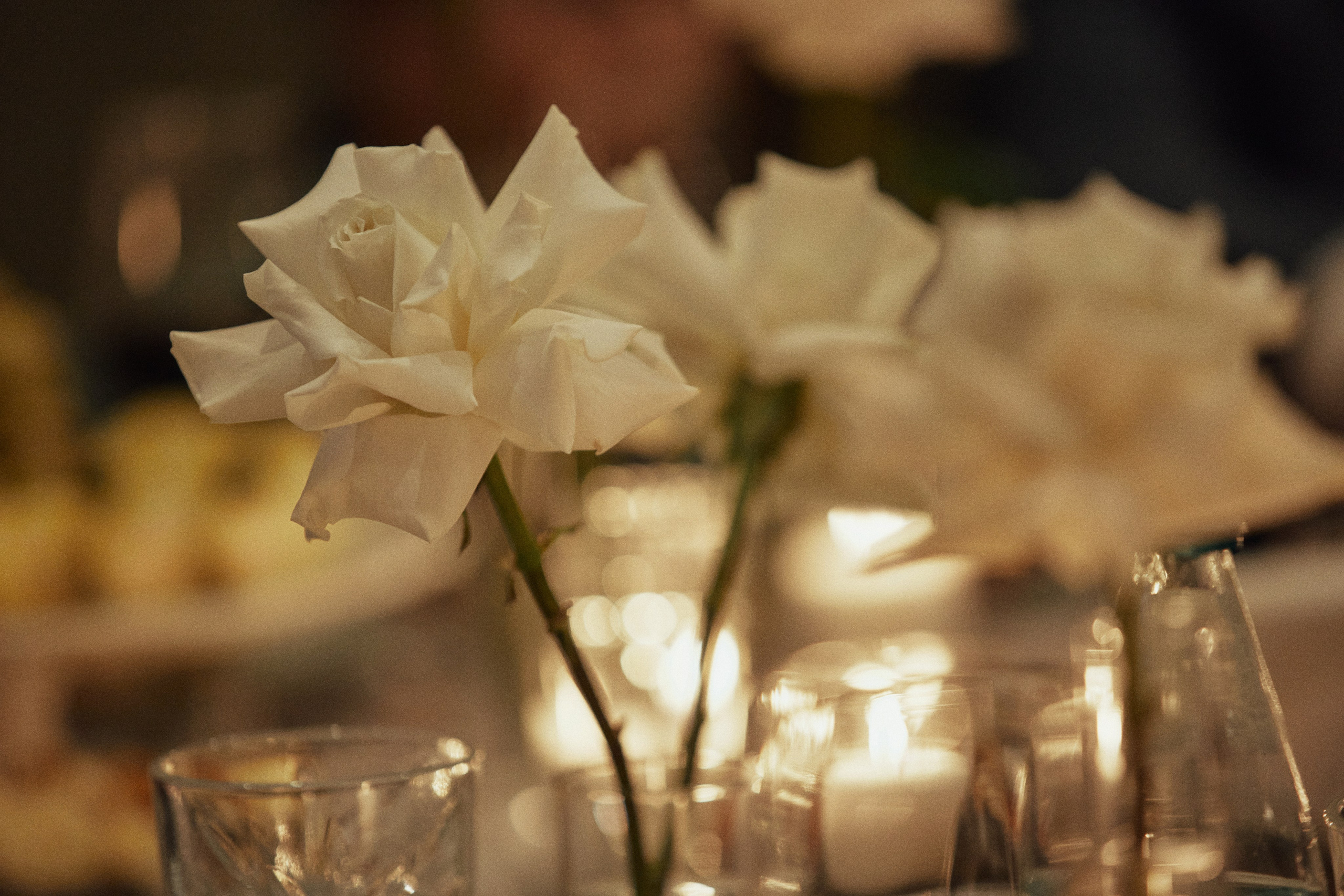 A NEW FAMILY TREE. Дмитрий Мазуркевич: Профессиональный Репортажный Фотограф