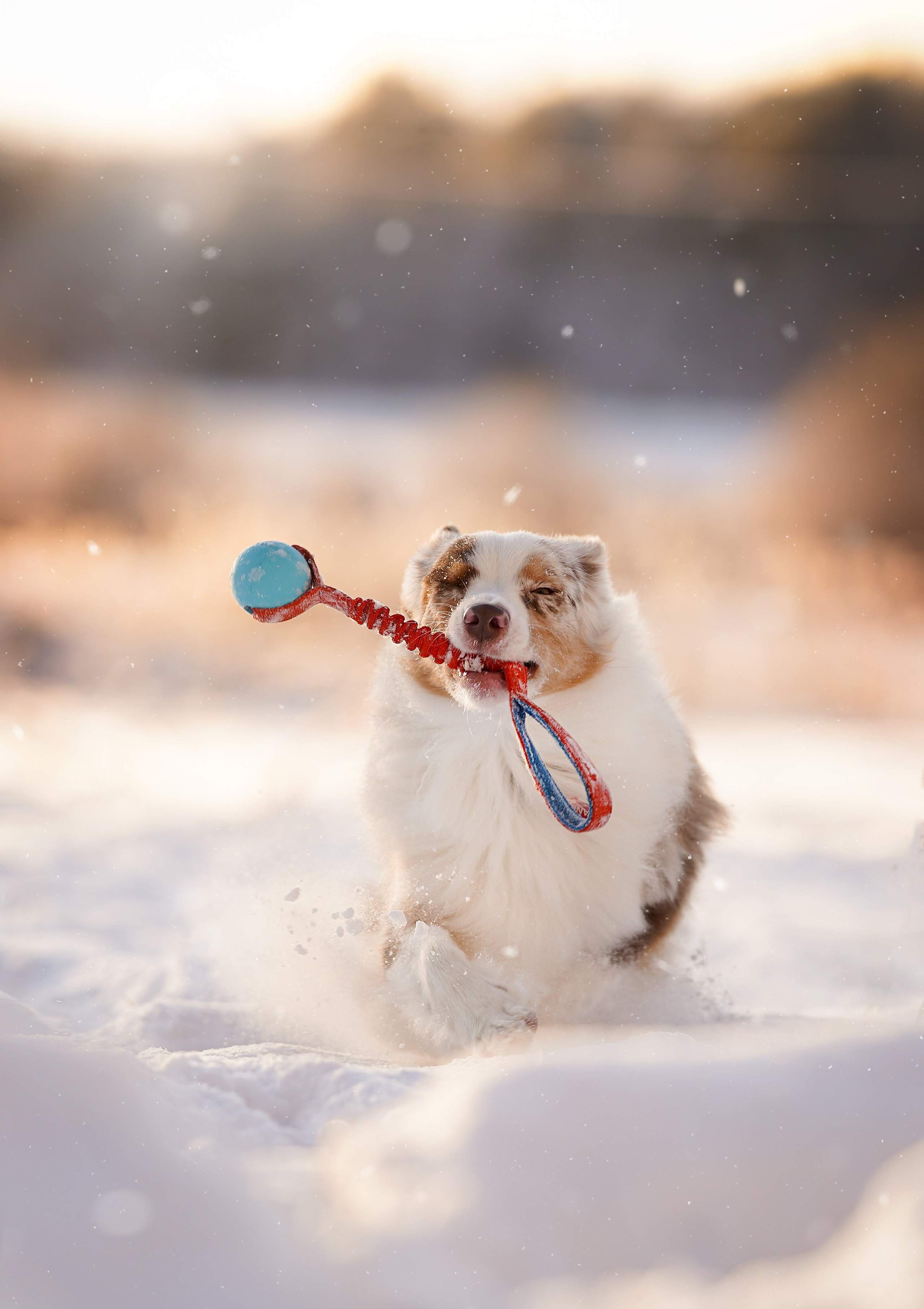 Панда и Юни Карелия. Фотограф-анималист в Санкт-Петербурге Яна Мартынова
