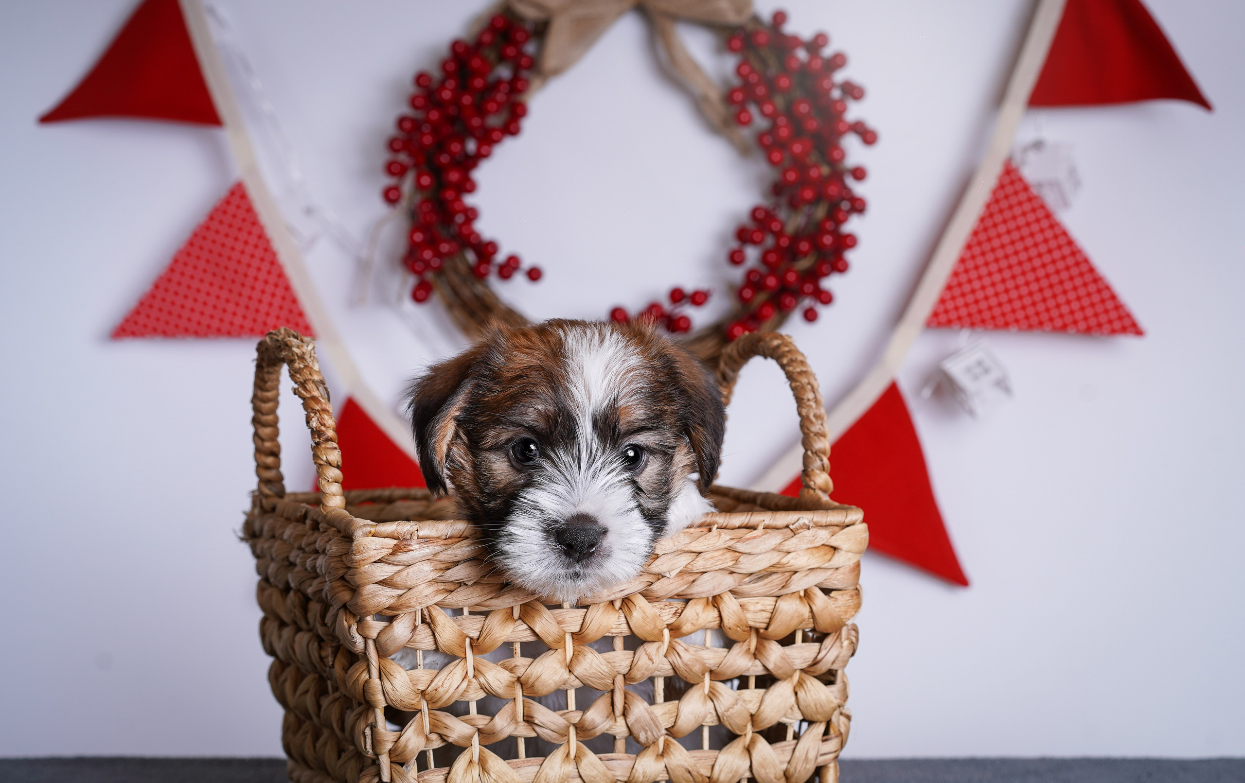 Щенки джек-рассела. Фотограф-анималист в Санкт-Петербурге Яна Мартынова