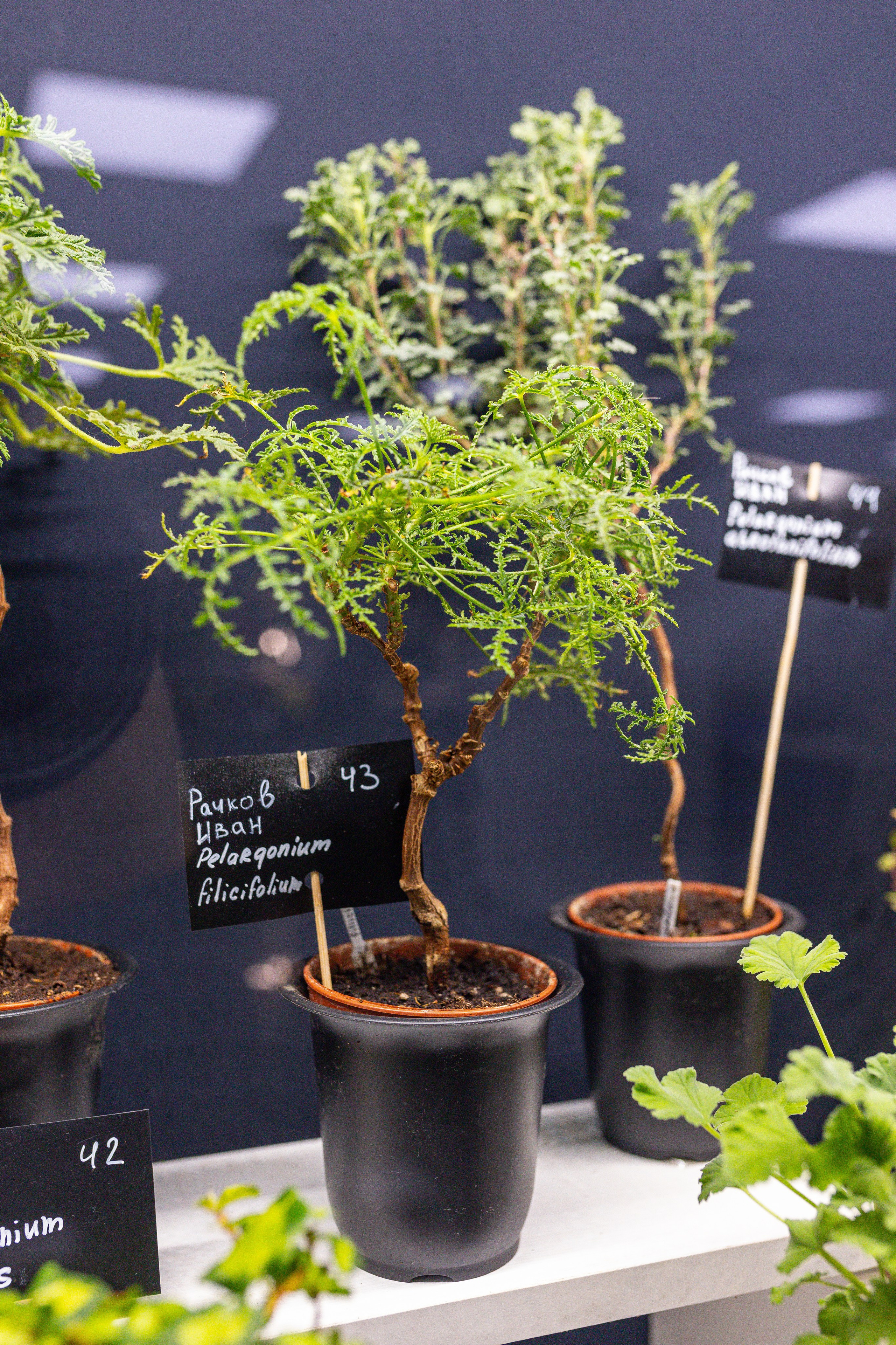 Монстериум 11–12 октября. Александра Куликова фотограф, Москва