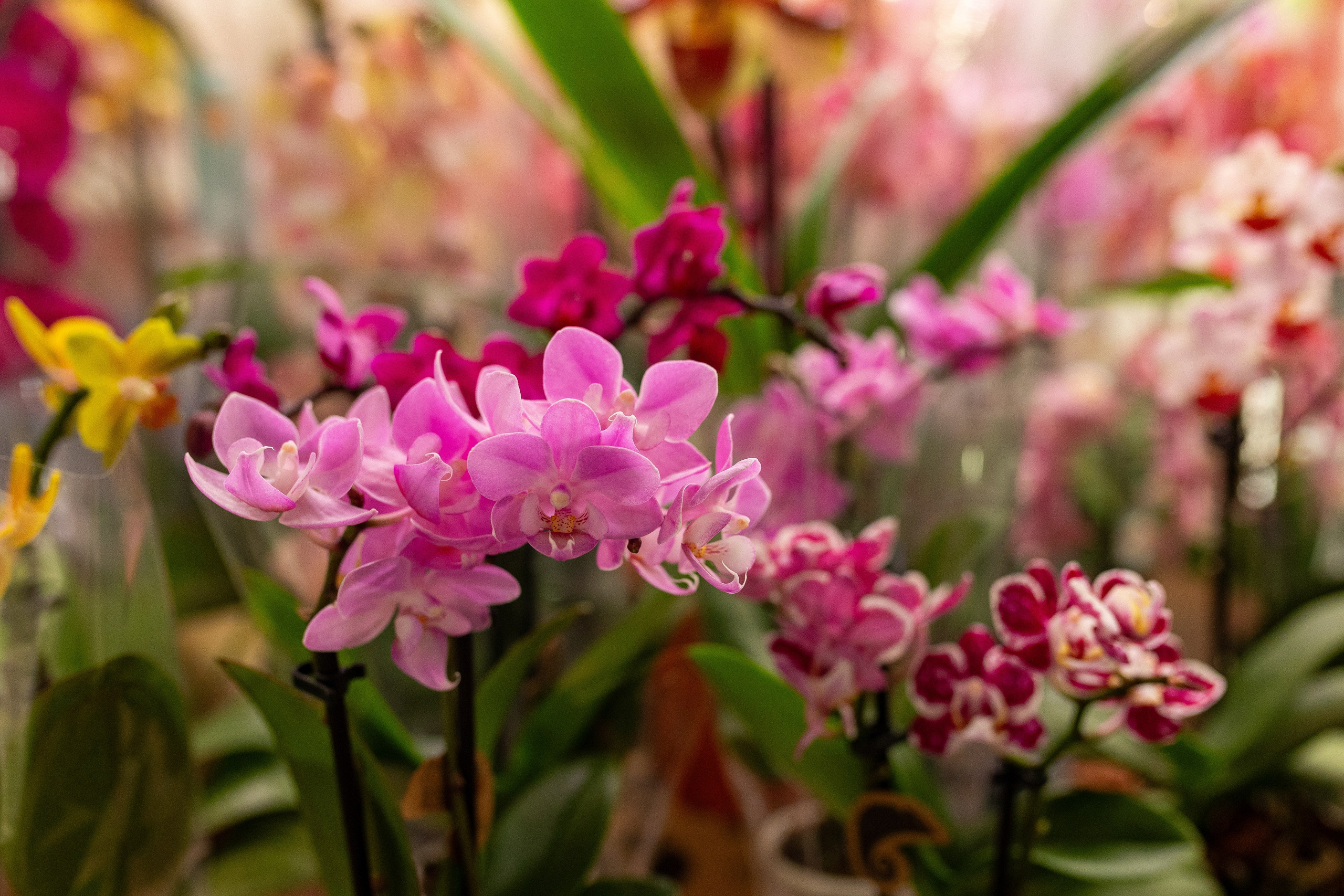 Growbox декабрь 2025. Александра Куликова фотограф, Москва