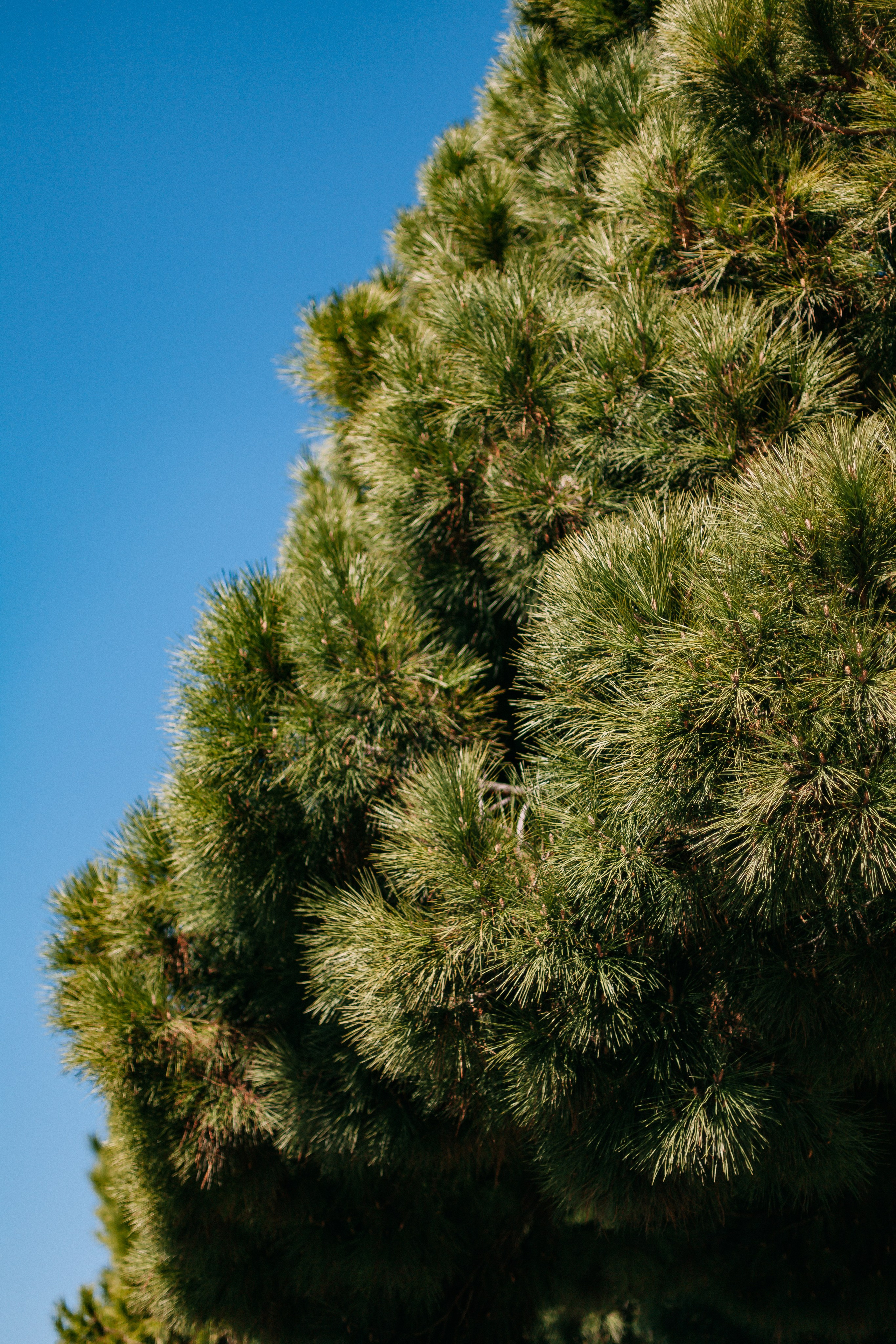 Барселона. Аня Степанова