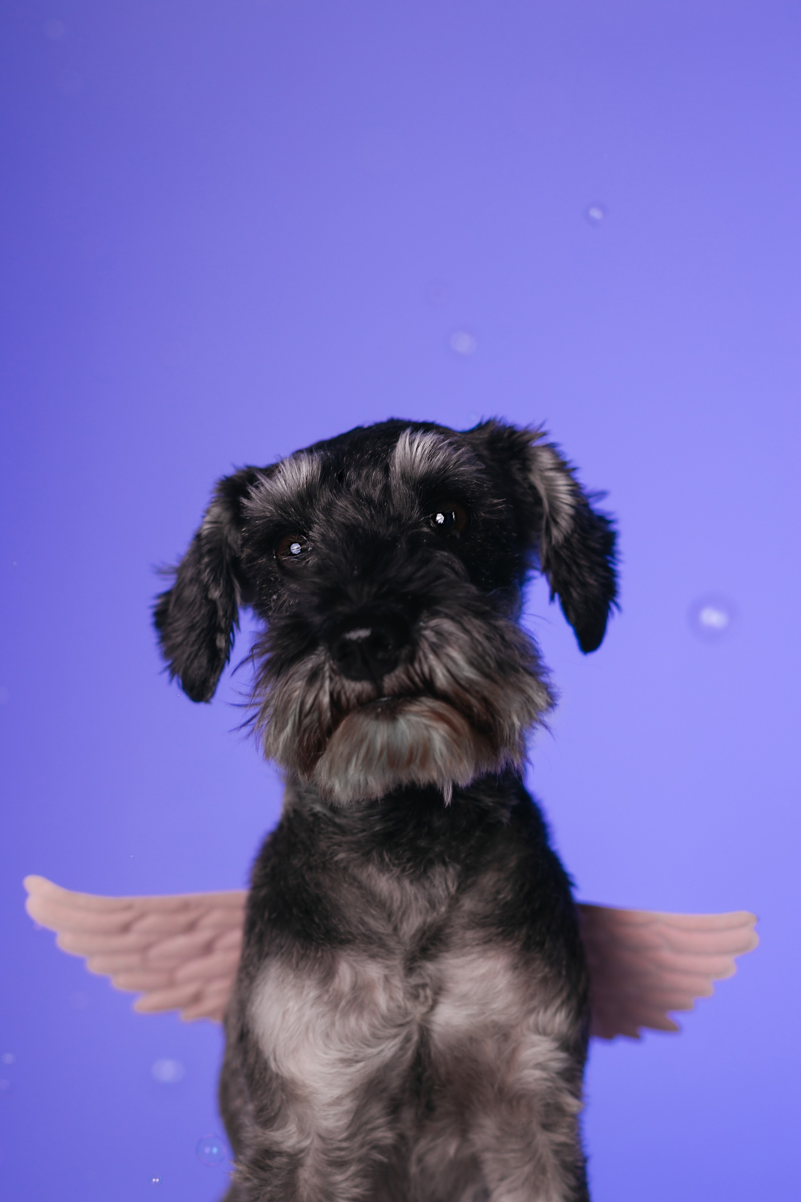 Неон 2 (фотодень). Фотограф анималист Кристина Карпова, Москва