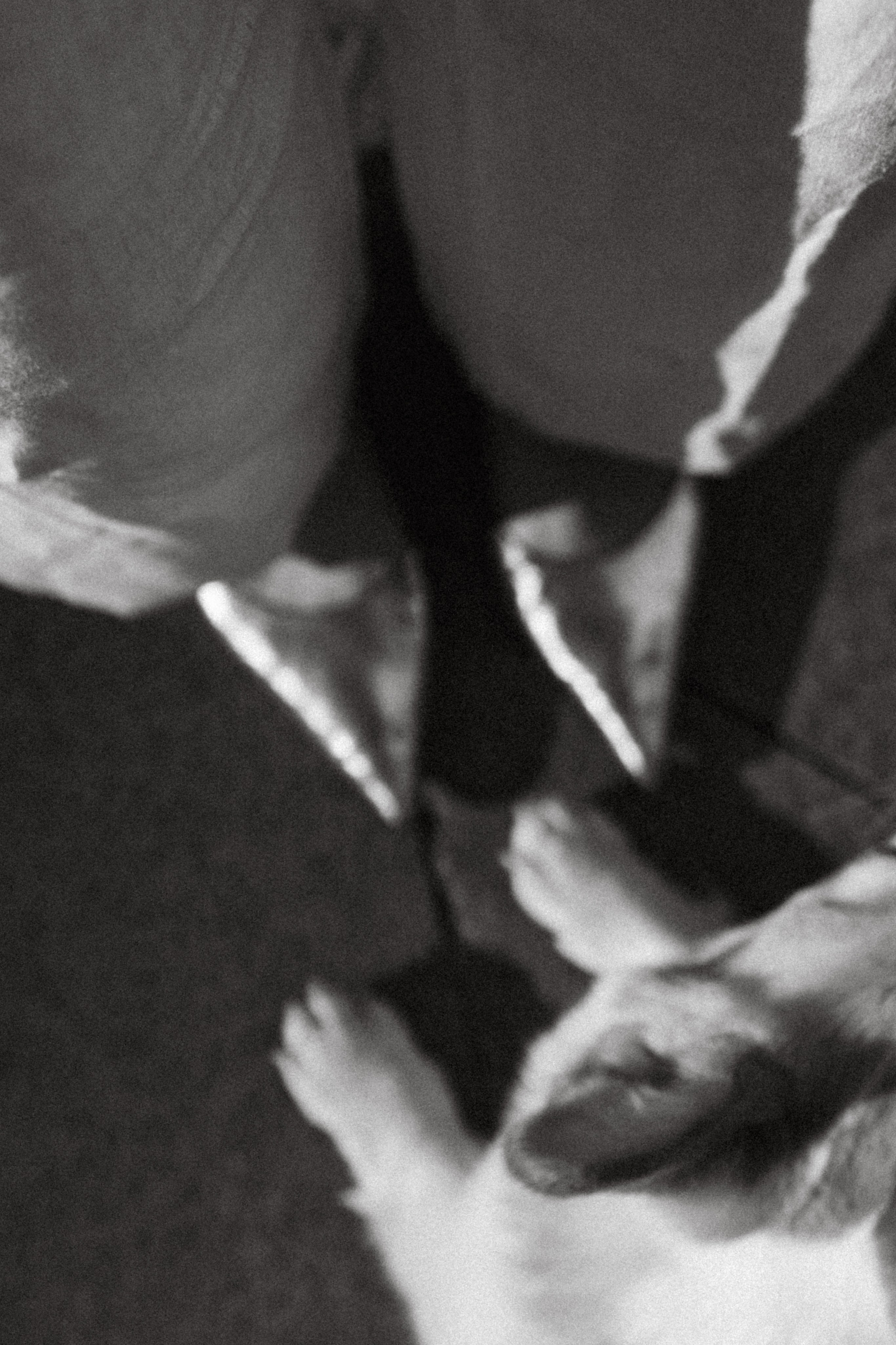 Даша, Рома и Лесли. Фотораф — анималист Мария Шистка