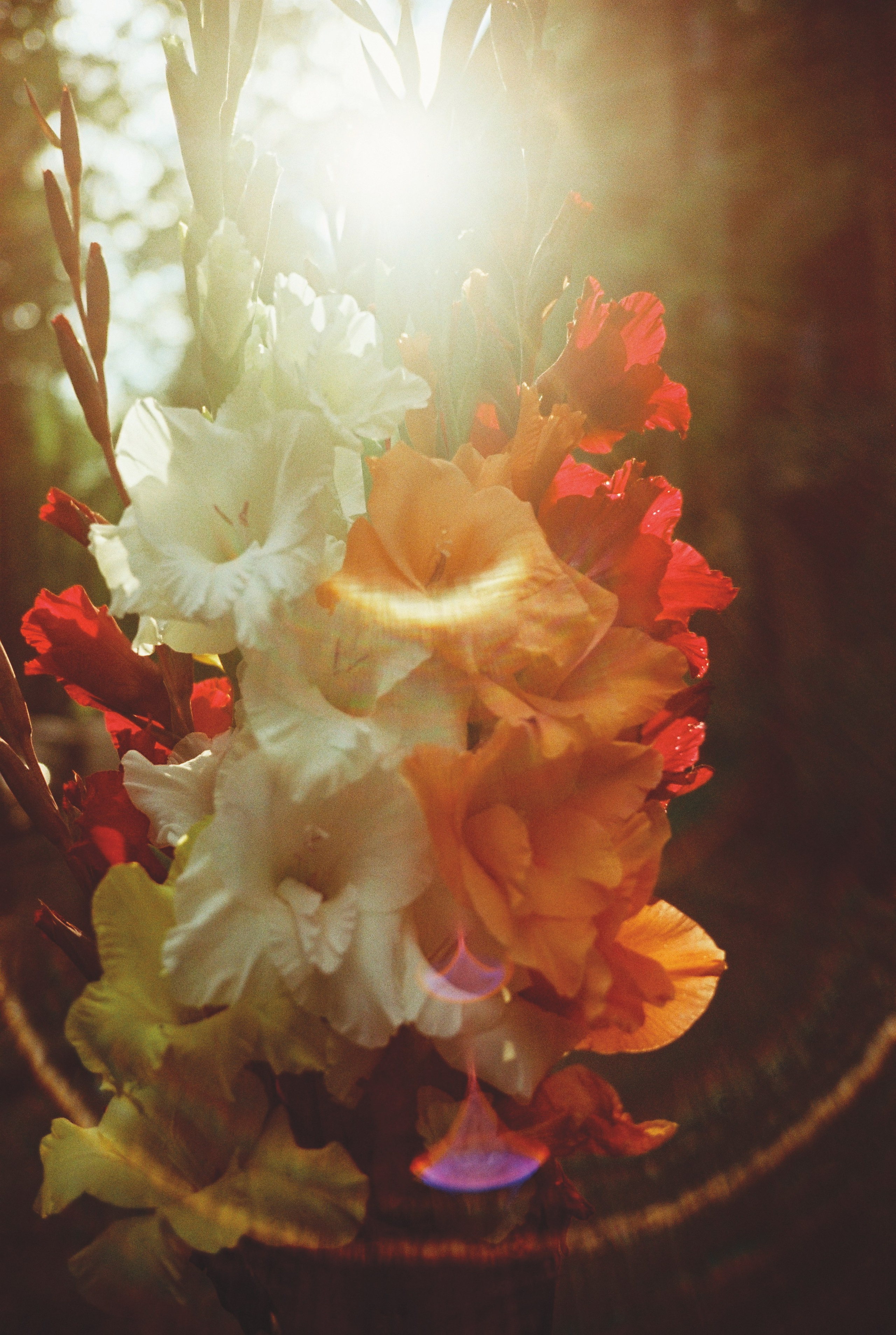 Фотографии цветные. Свадебный и семейный пленочный фотограф в Петербурге Истомина Ирина